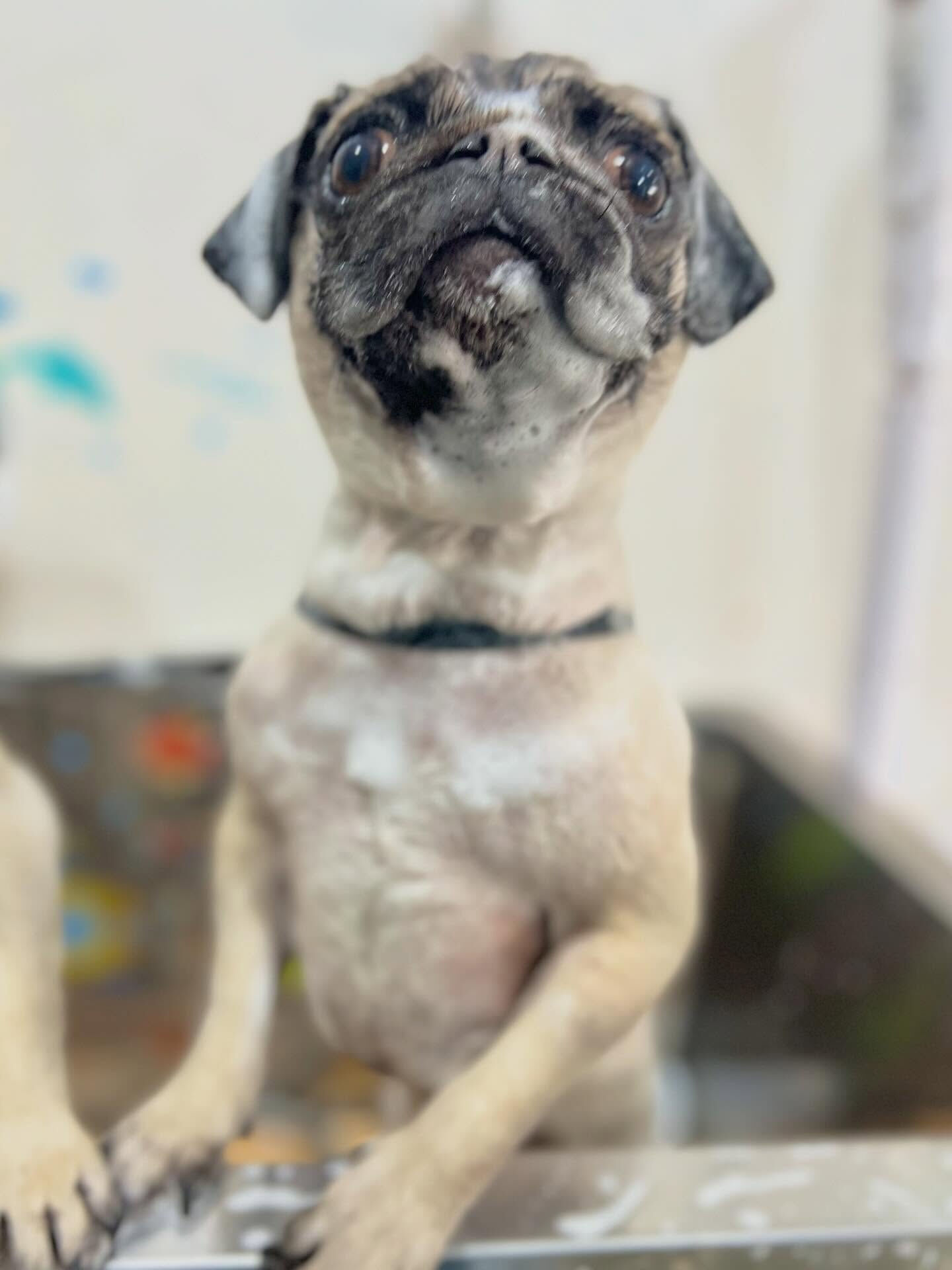 来店いただいたけいとちゃんです🐶✨