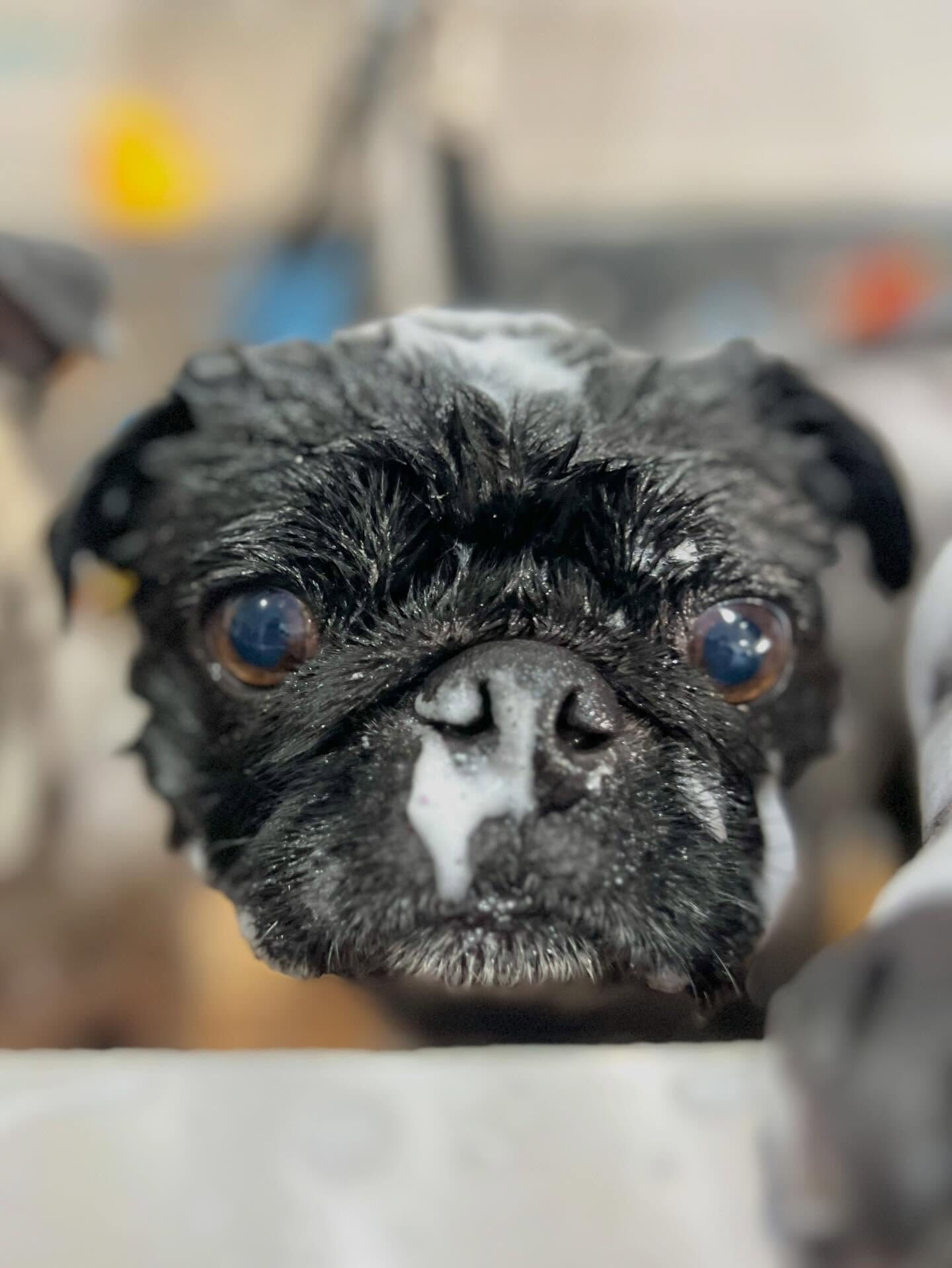 来店いただいたりとくんです🐶✨