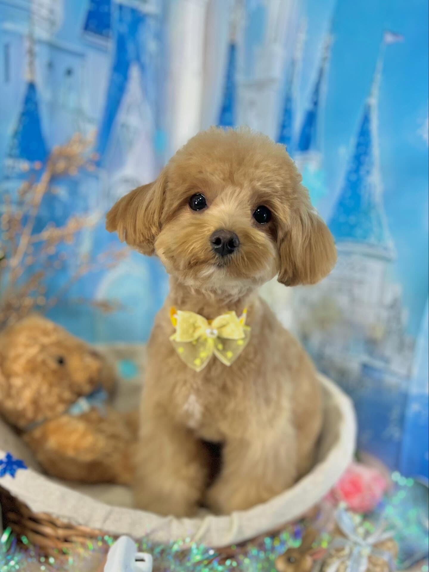 来店いただいた華音ちゃんです🐶✨
