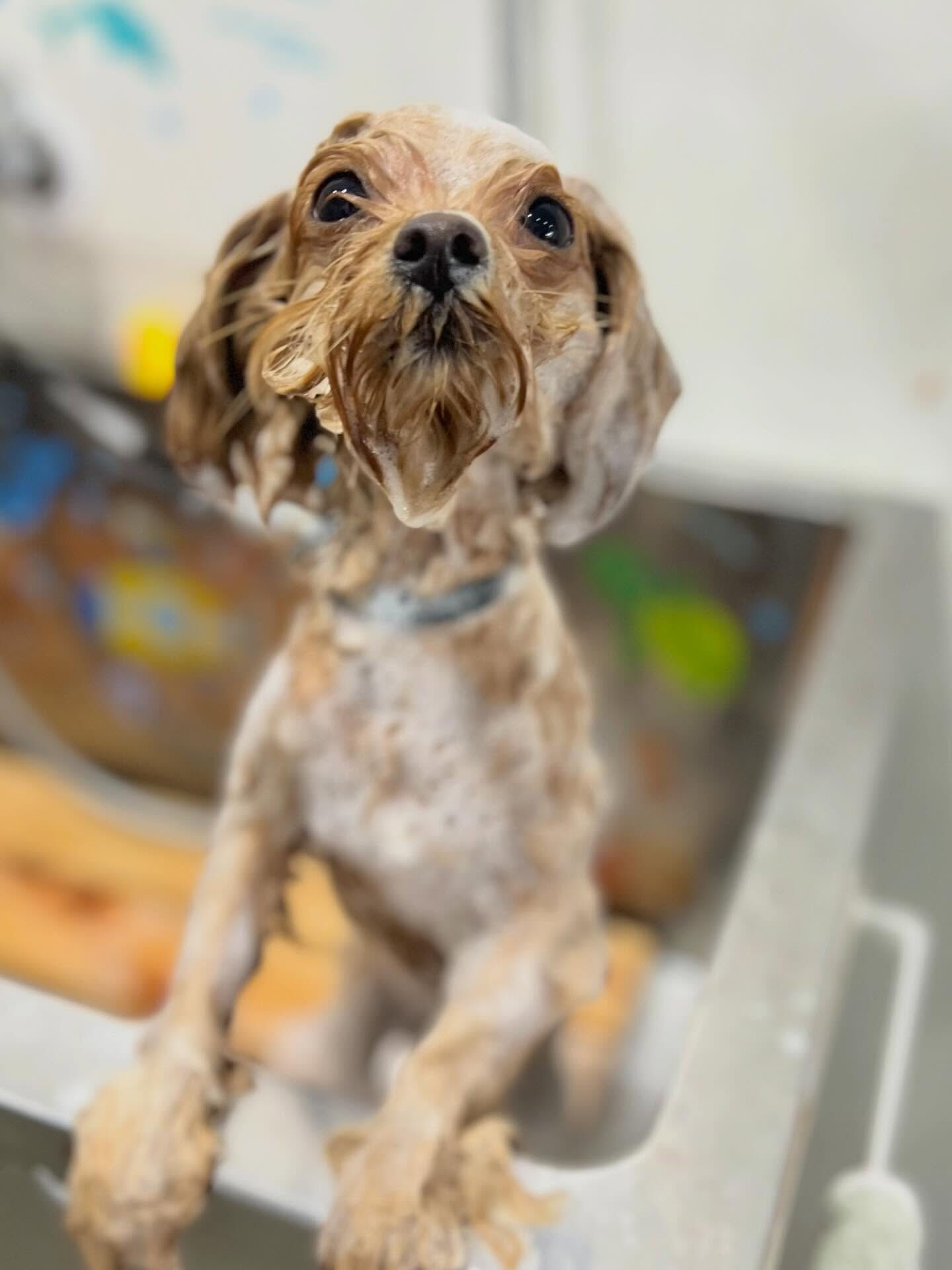 来店いただいた華音ちゃんです🐶✨