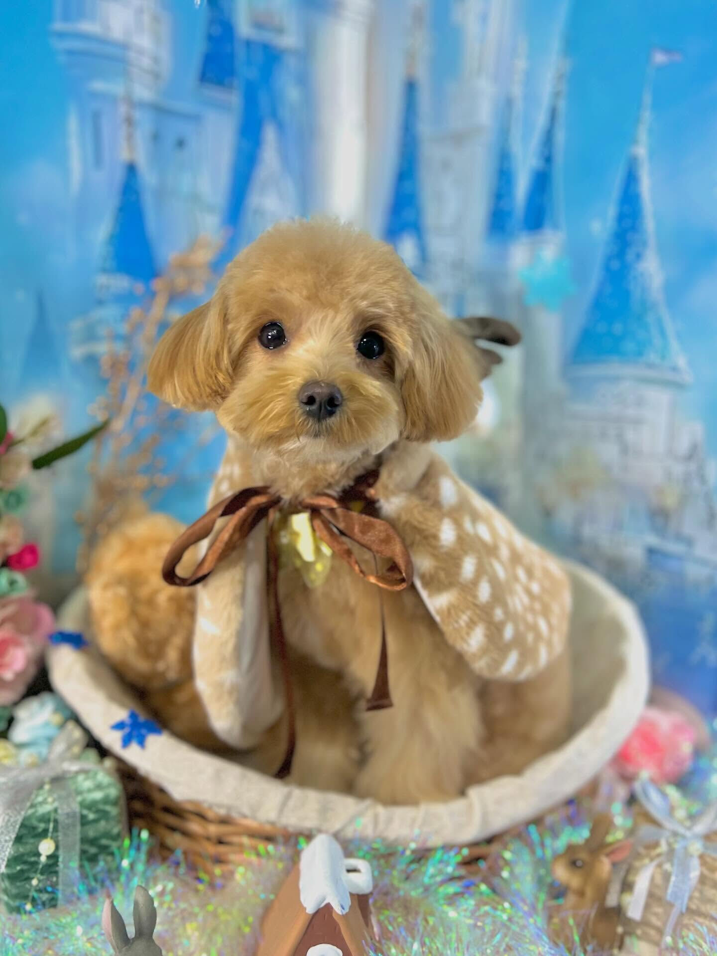 来店いただいた華音ちゃんです🐶✨