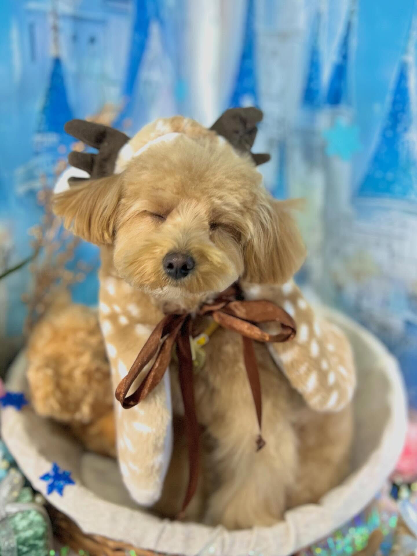 来店いただいた華音ちゃんです🐶✨