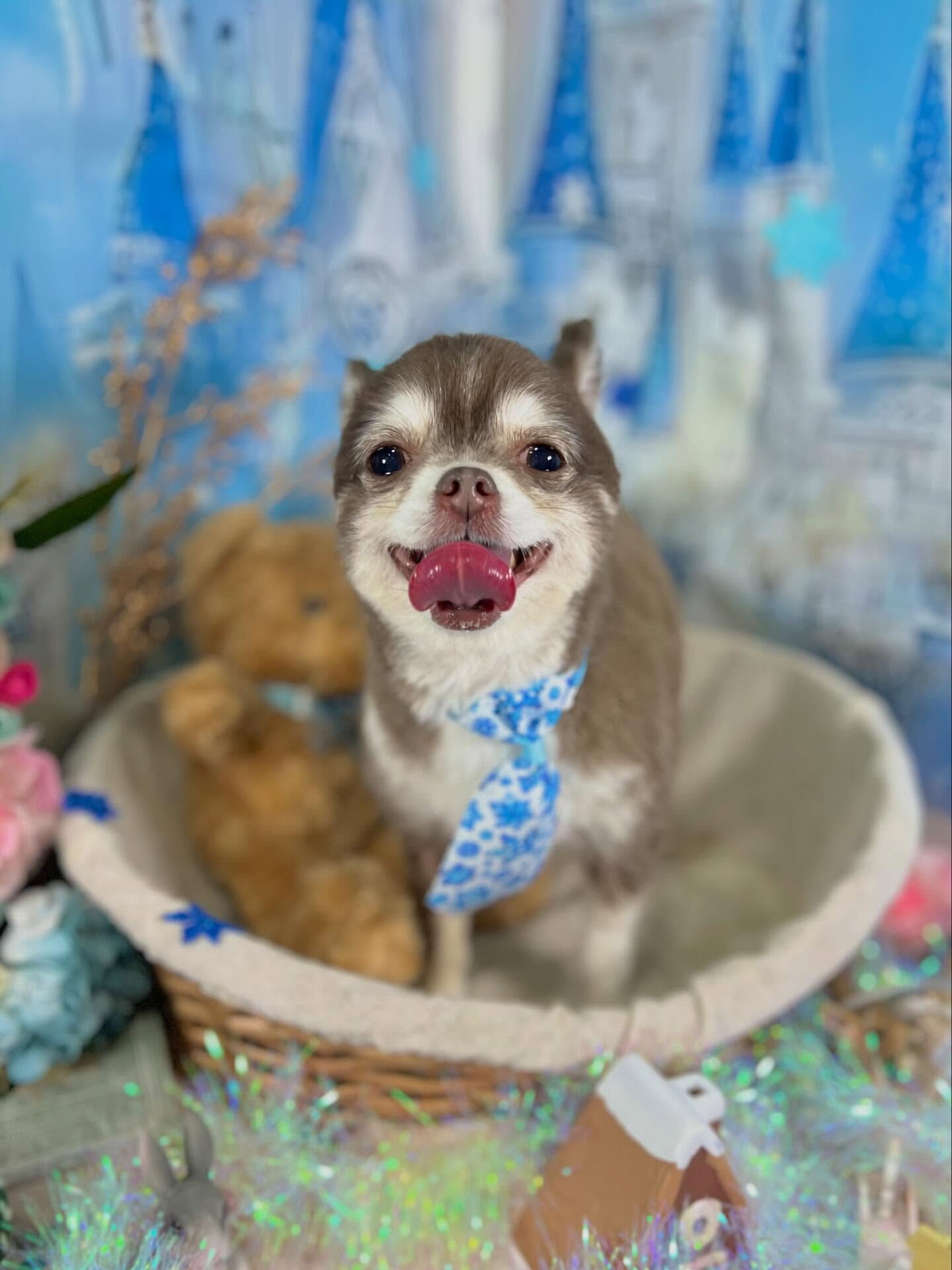 来店いただいた六三四くんです🐶✨