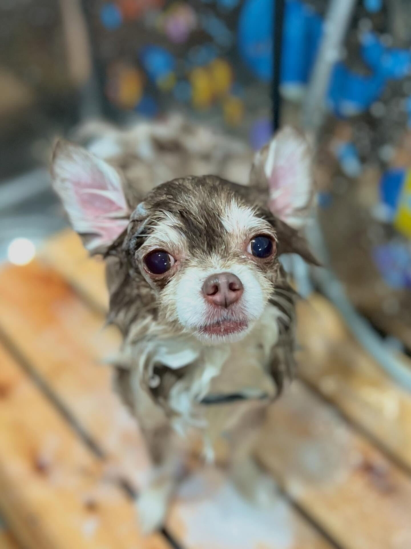 来店いただいた六三四くんです🐶✨
