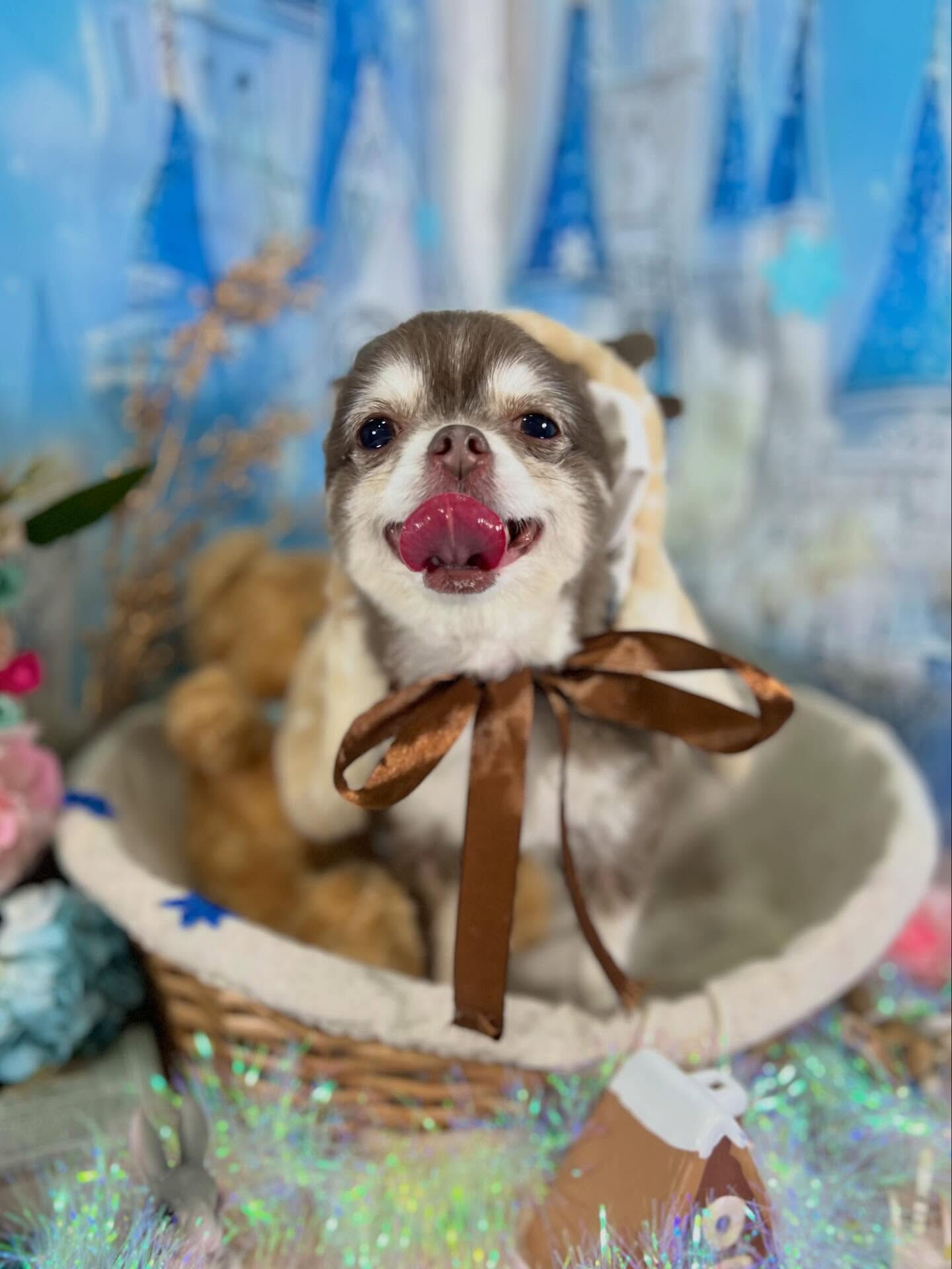 来店いただいた六三四くんです🐶✨