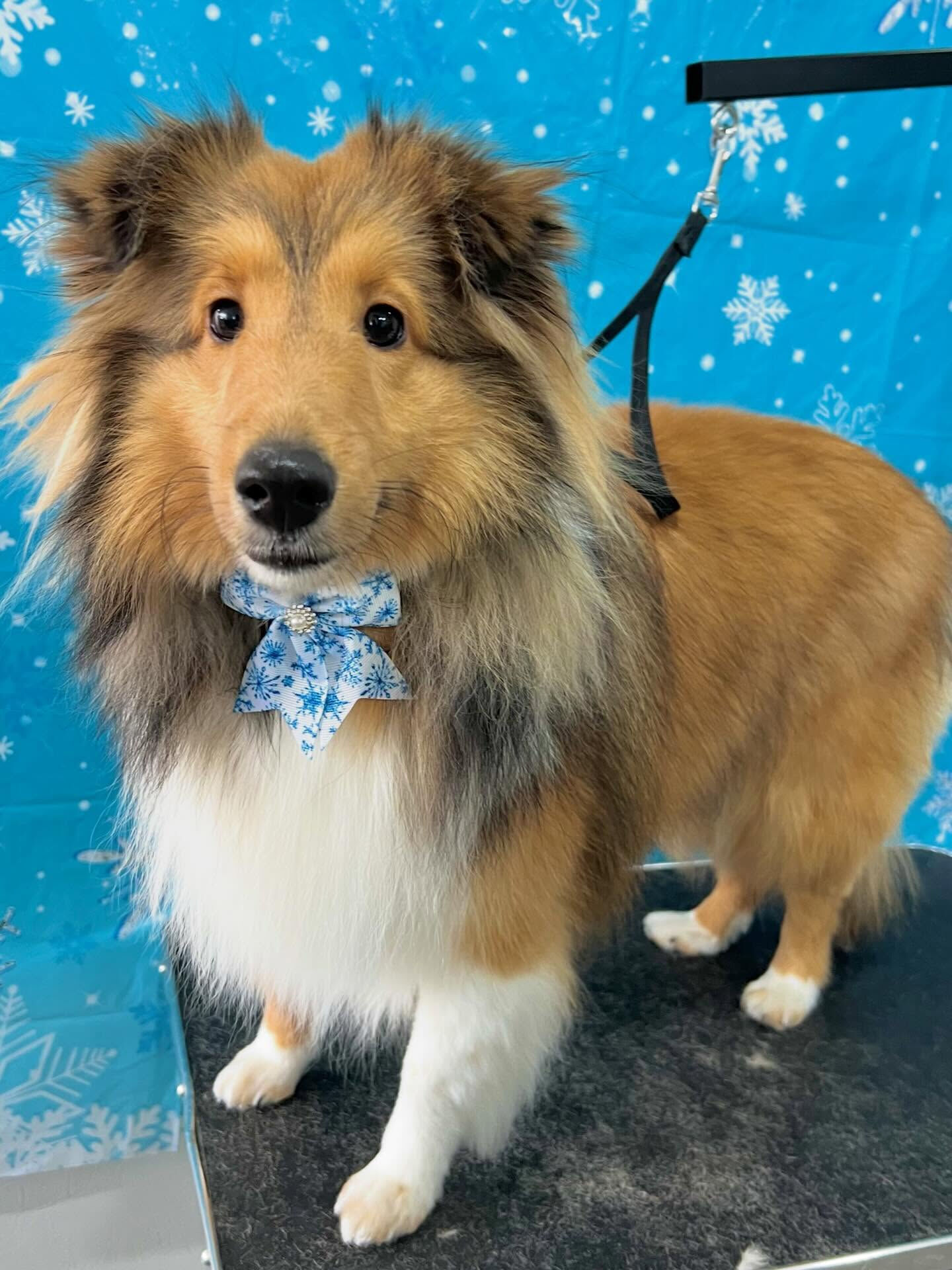 来店いただいたメルちゃんです🐶✨