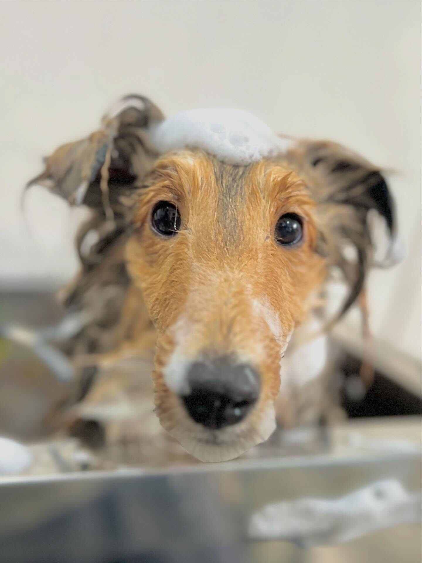 来店いただいたメルちゃんです🐶✨
