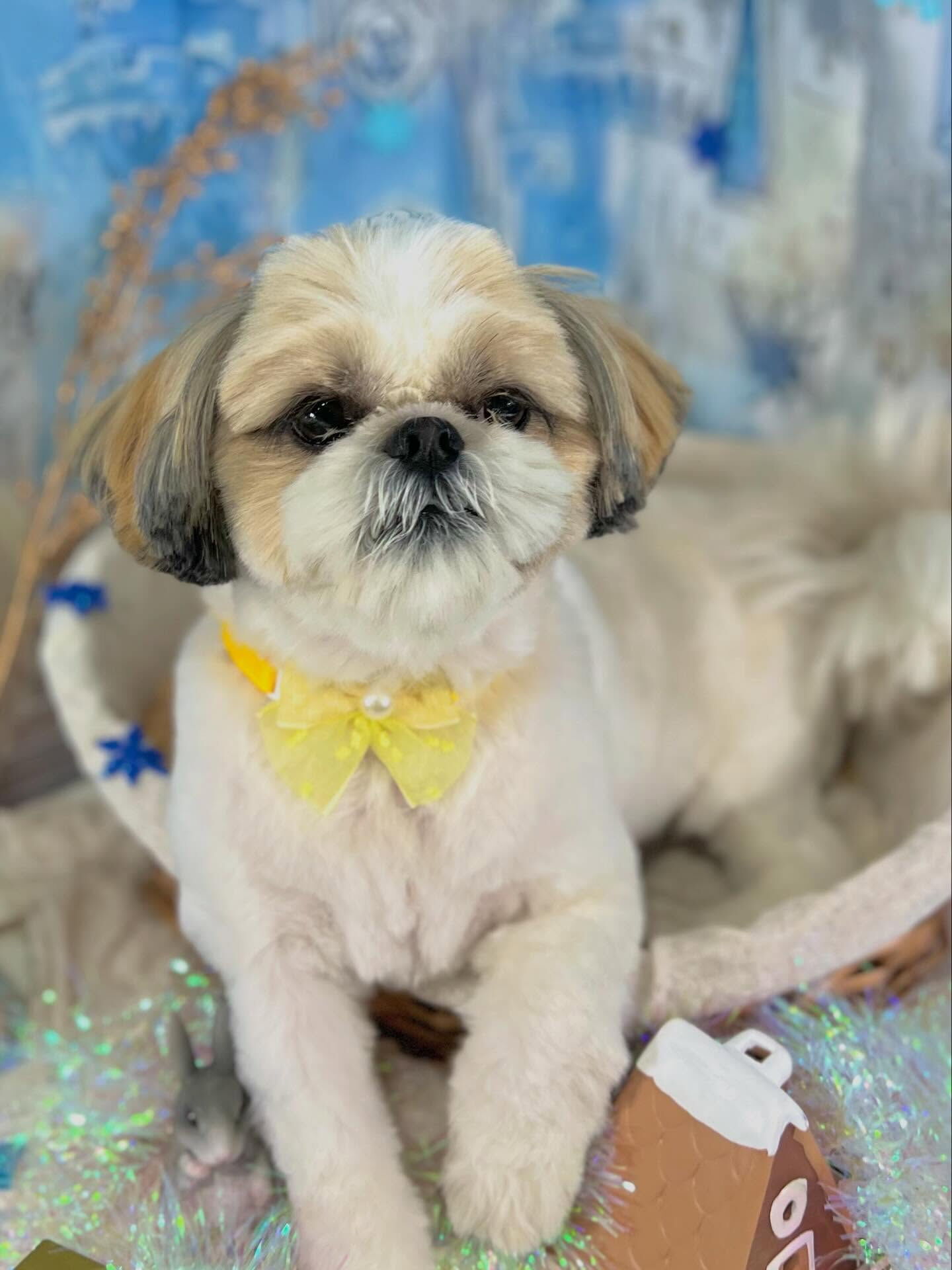 来店いただいたにこちゃんです🐶✨