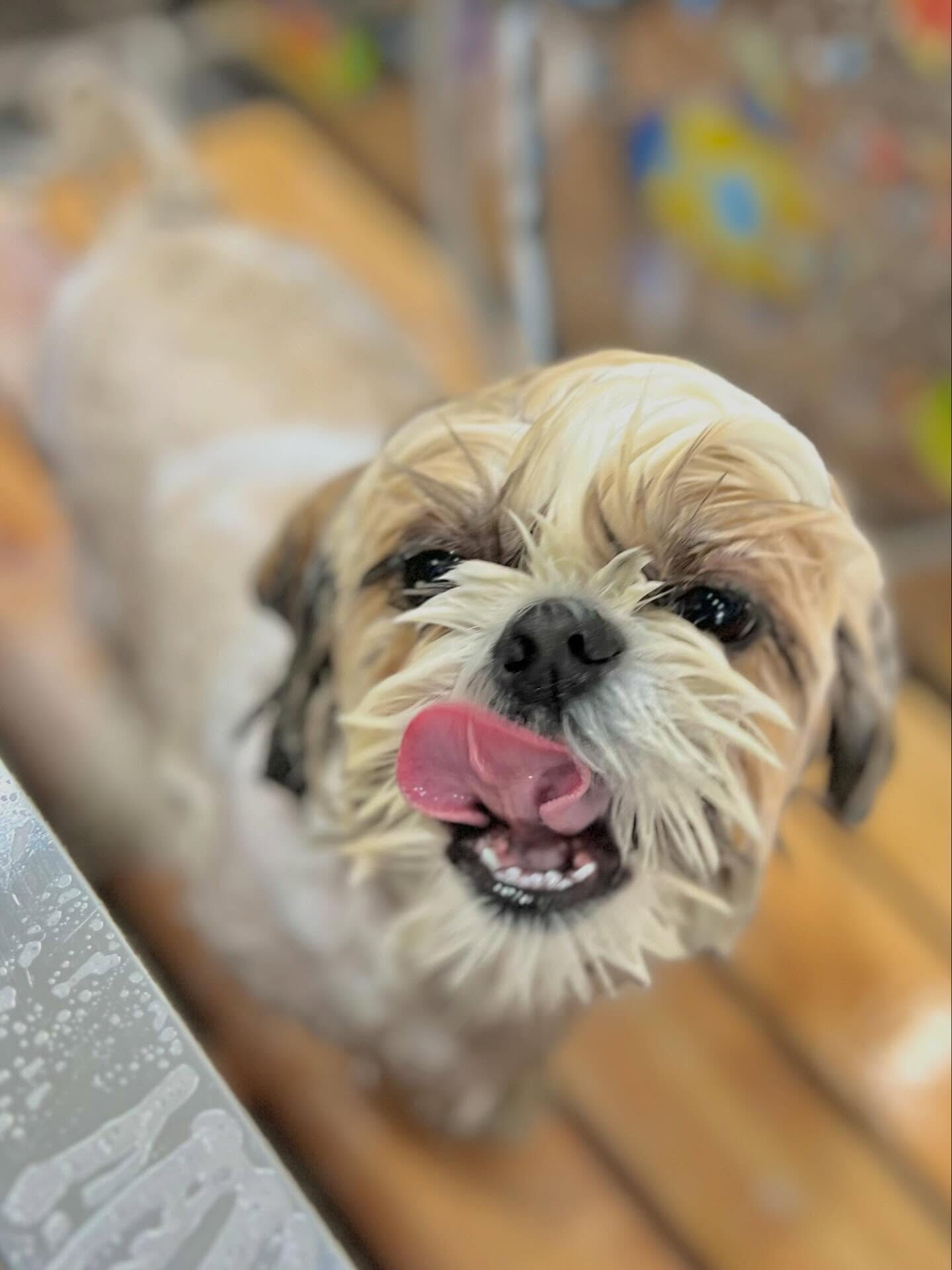 来店いただいたにこちゃんです🐶✨