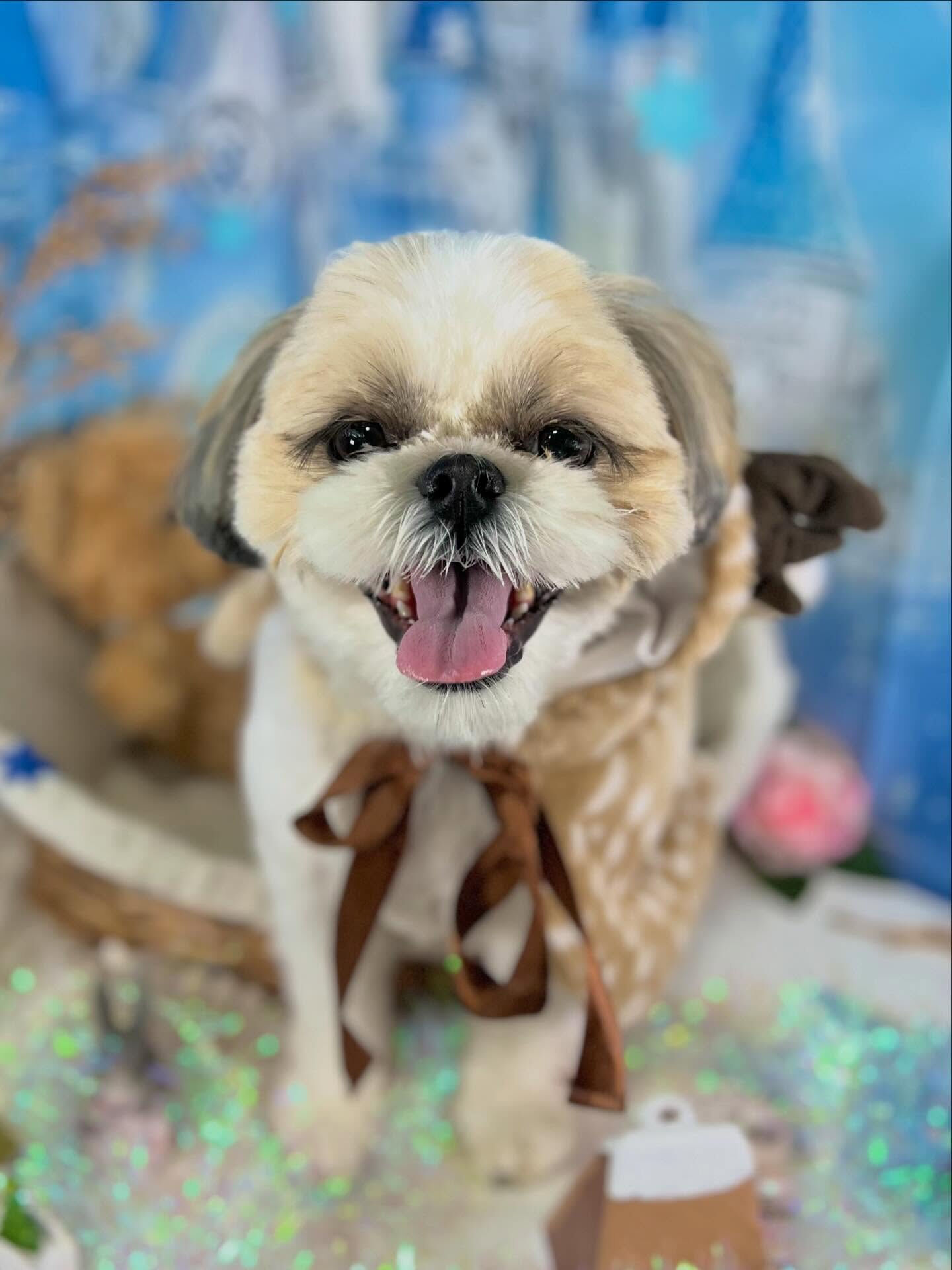 来店いただいたにこちゃんです🐶✨