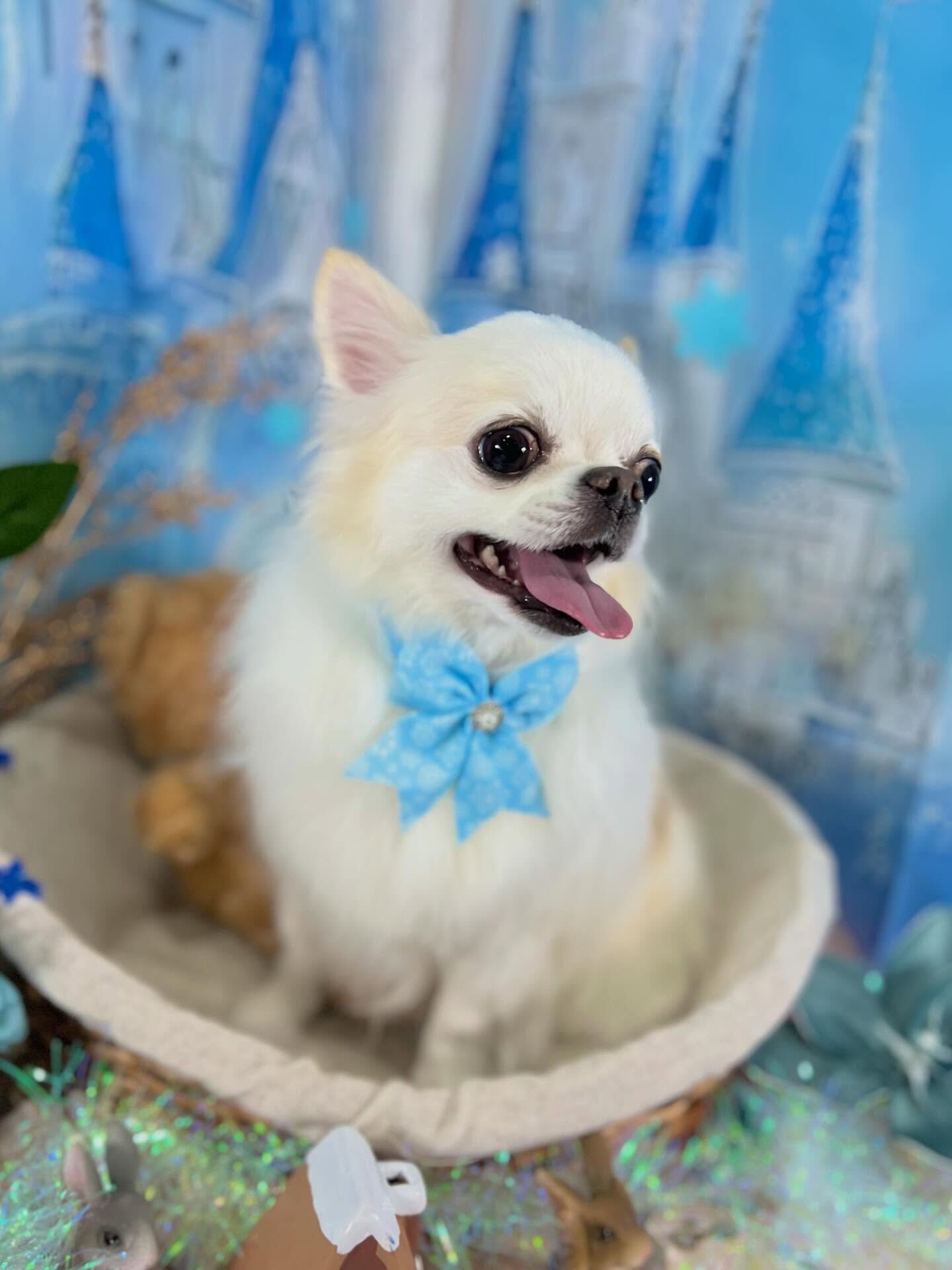 来店いただいたらてくんです🐶✨