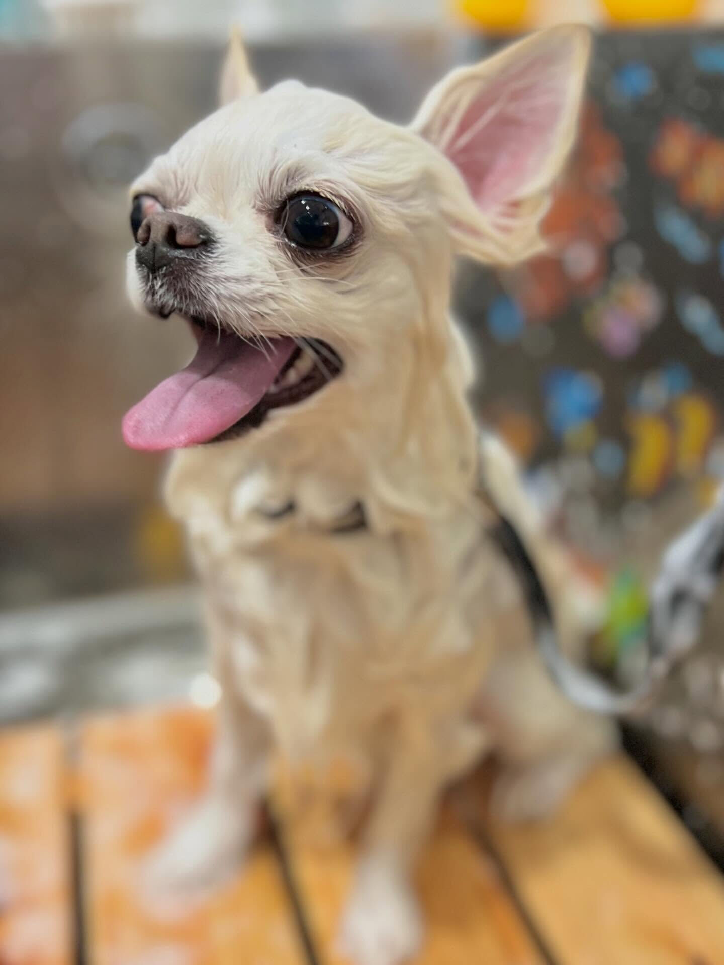 来店いただいたらてくんです🐶✨