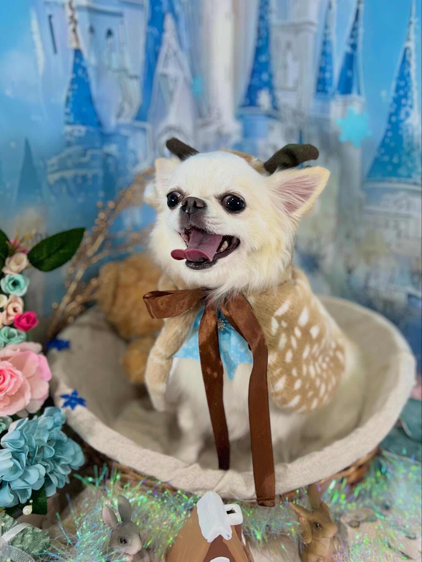来店いただいたらてくんです🐶✨