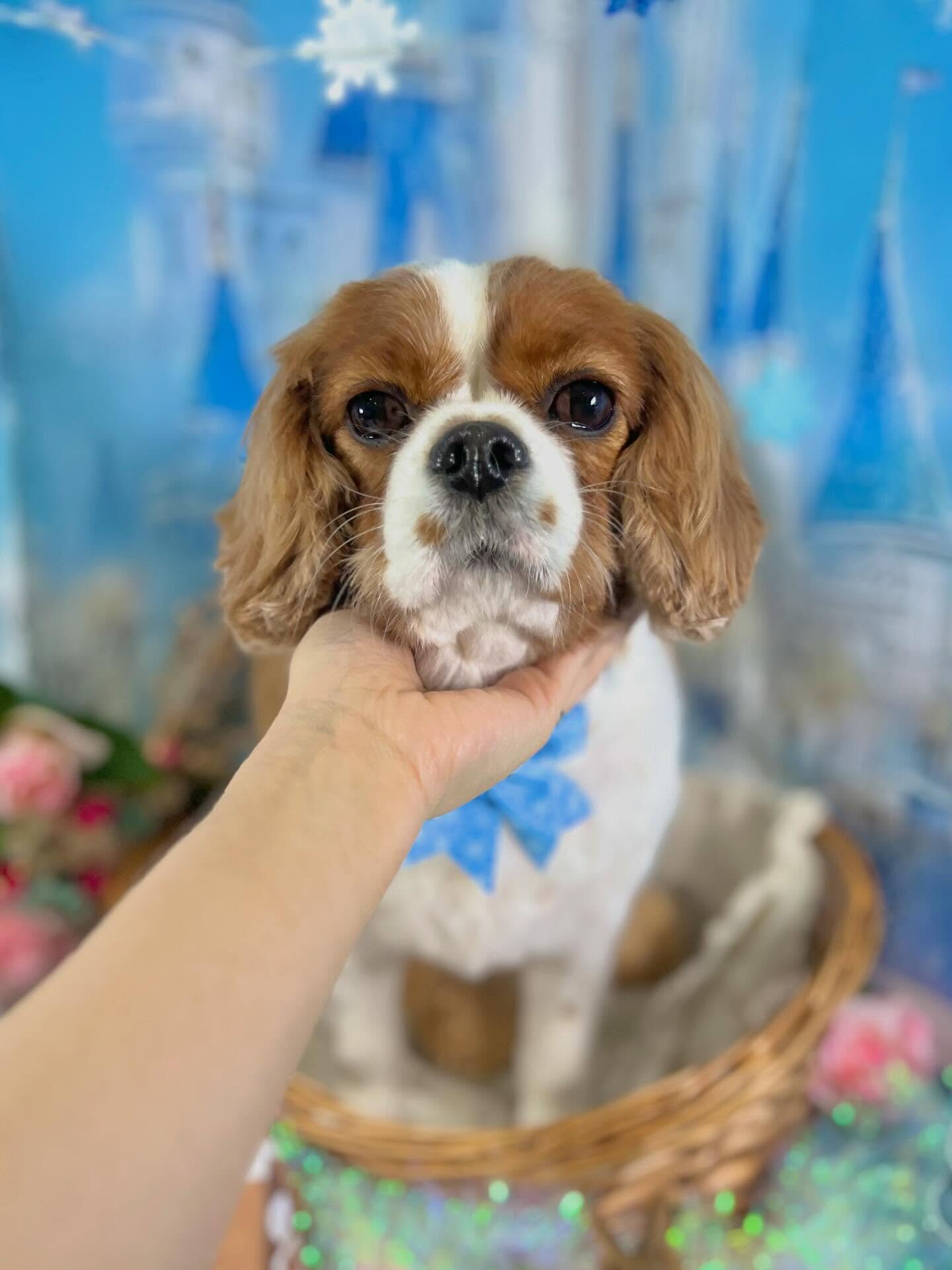 来店いただいたおもちちゃんです🐶✨