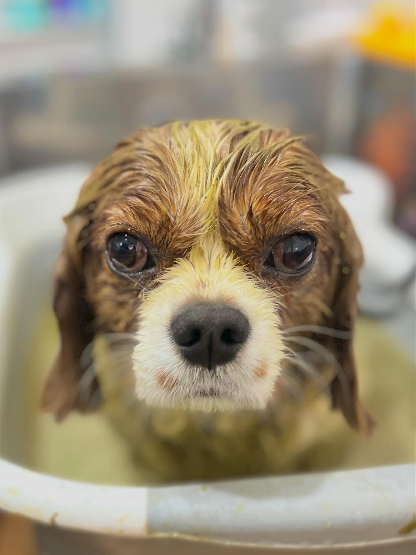 来店いただいたおもちちゃんです🐶✨