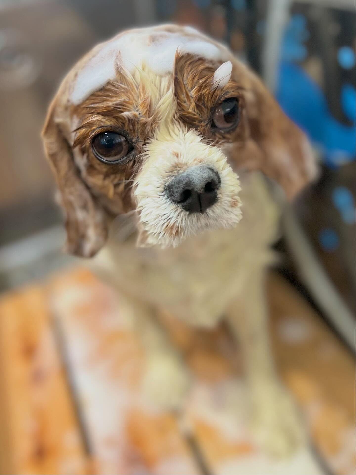 来店いただいたおもちちゃんです🐶✨