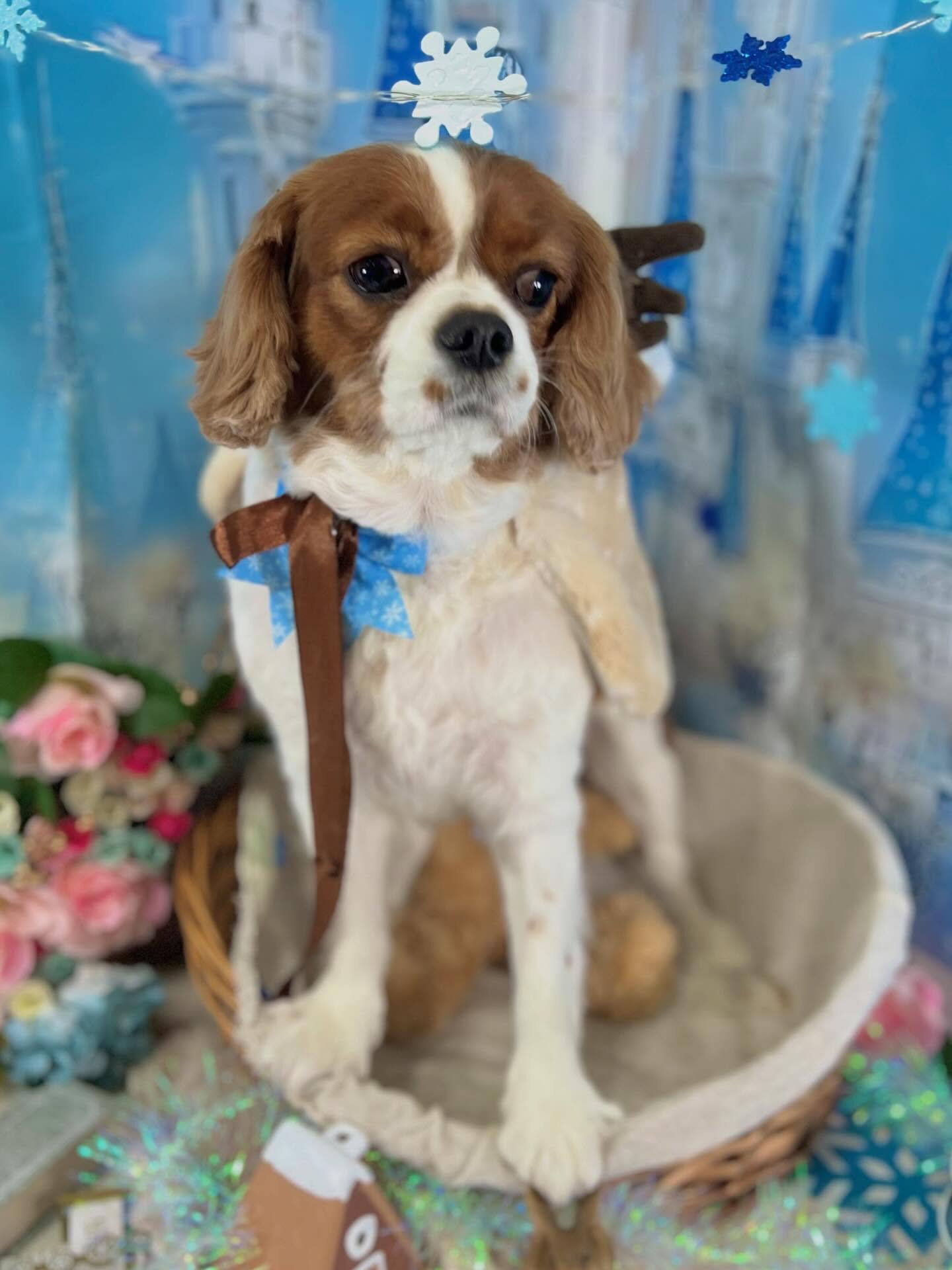 来店いただいたおもちちゃんです🐶✨