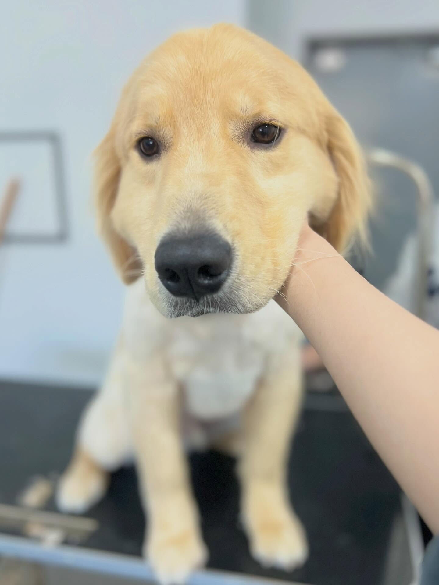 来店いただいたパン太くんです🐶✨