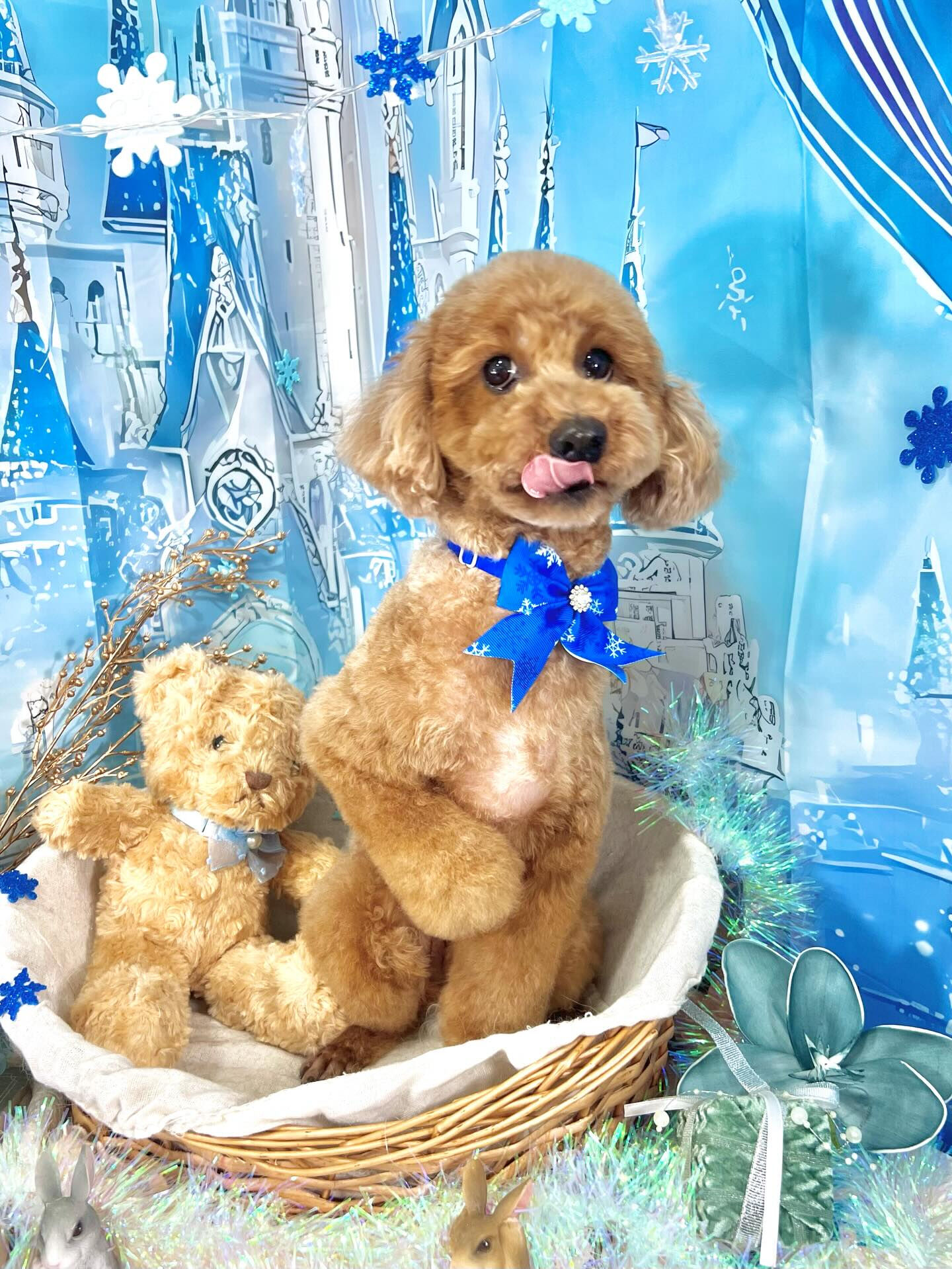 来店いただいたもこくんです🐶✨