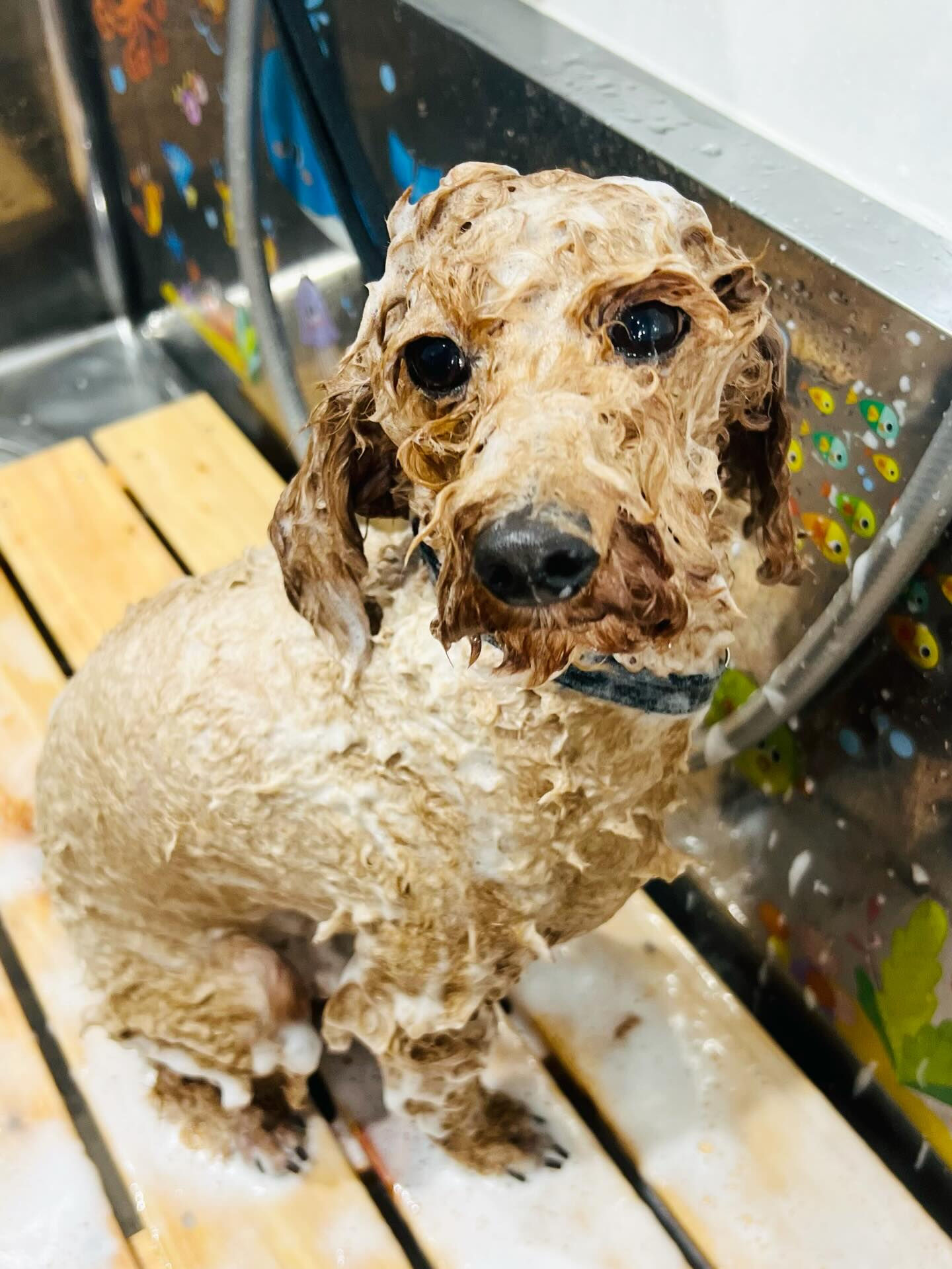 来店いただいたもこくんです🐶✨