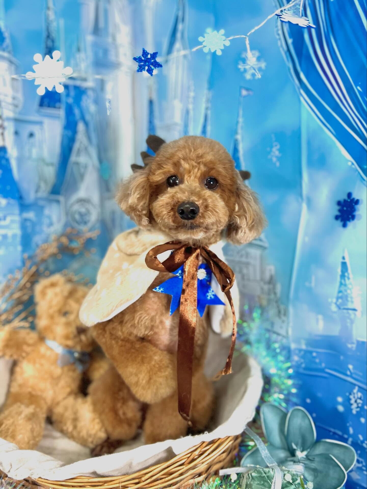 来店いただいたもこくんです🐶✨