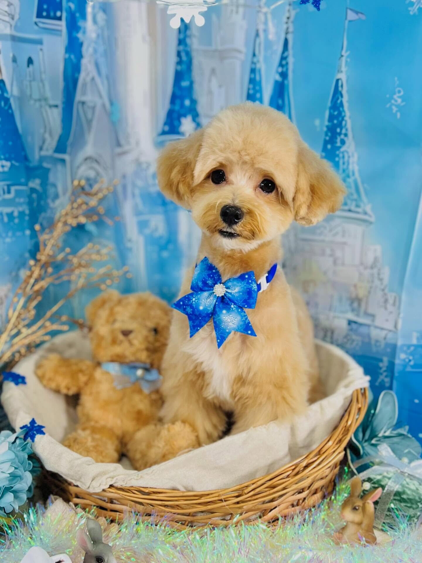 来店いただいたきなこくんです🐶✨