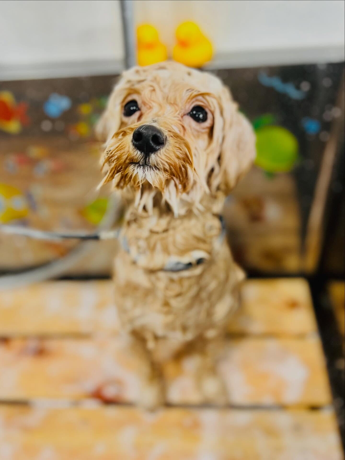 来店いただいたきなこくんです🐶✨