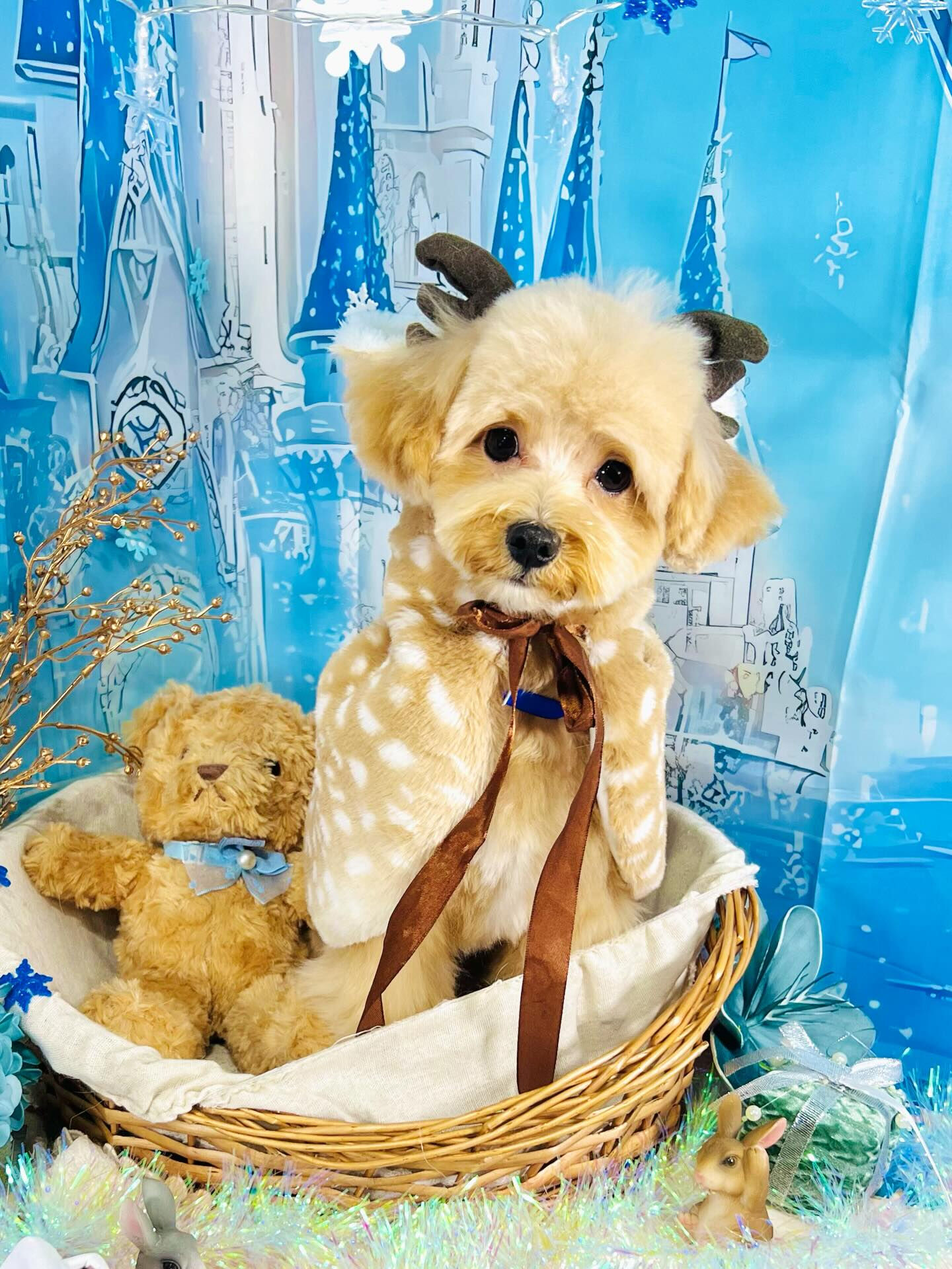 来店いただいたきなこくんです🐶✨