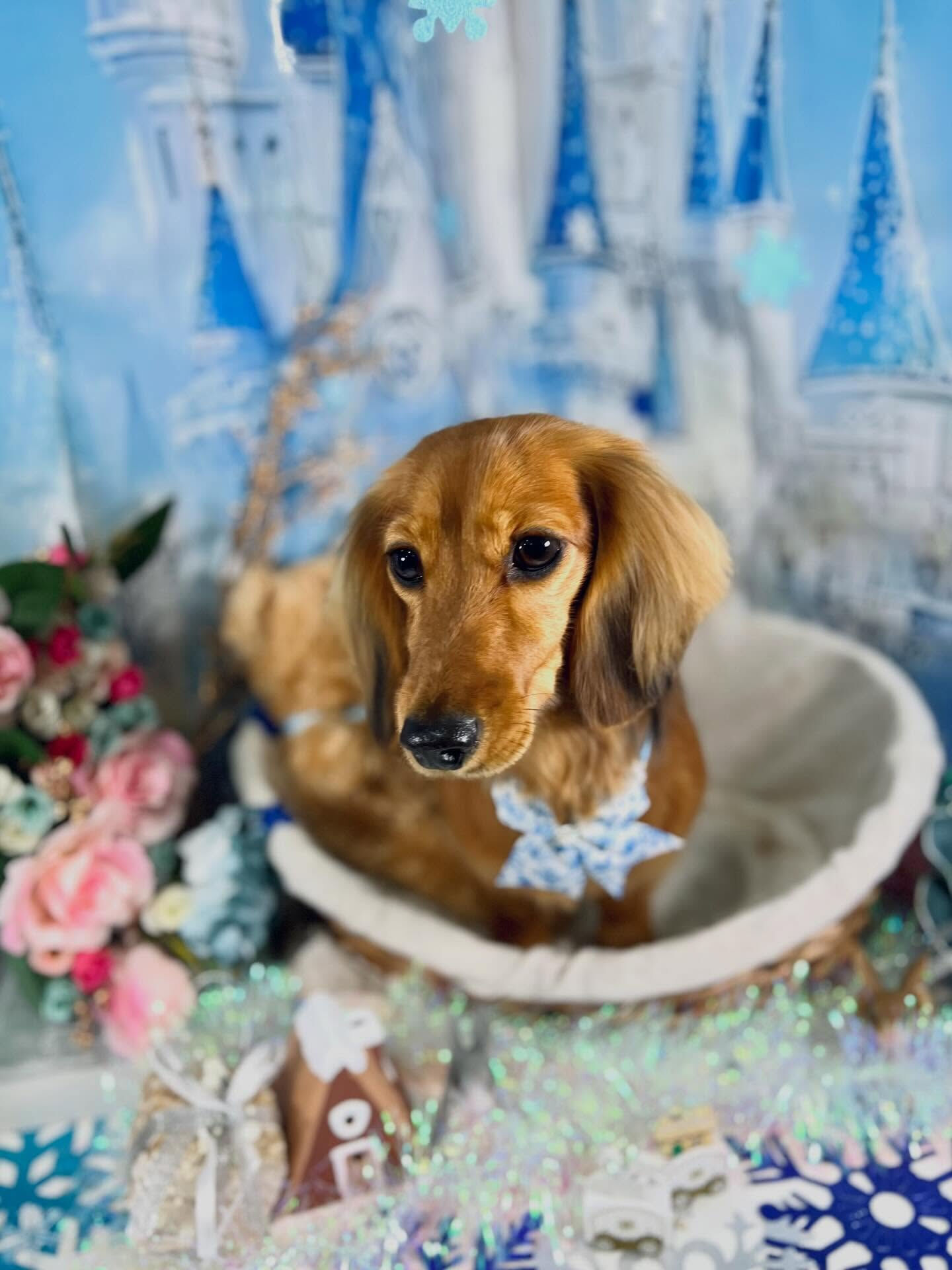 来店いただいたラテくんです🐶✨
