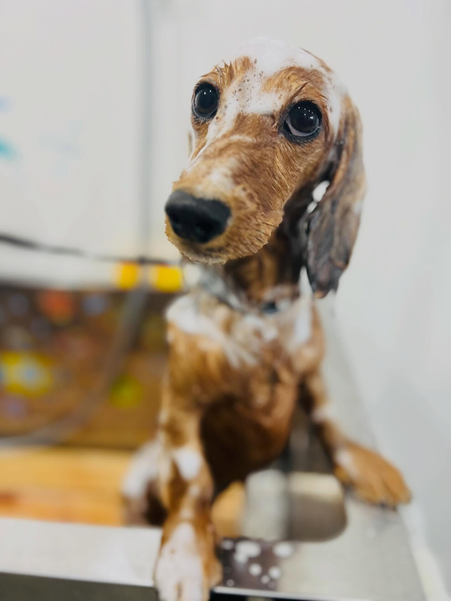 来店いただいたラテくんです🐶✨