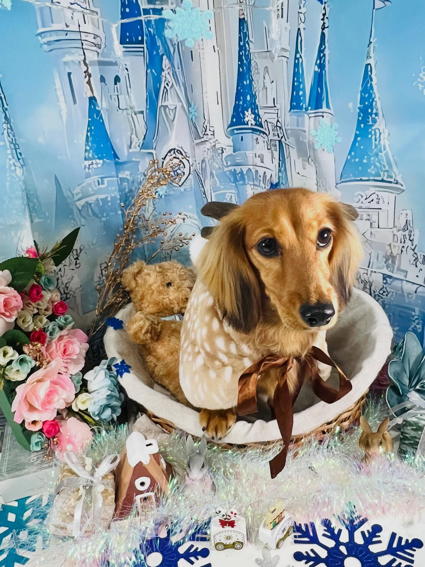 来店いただいたラテくんです🐶✨