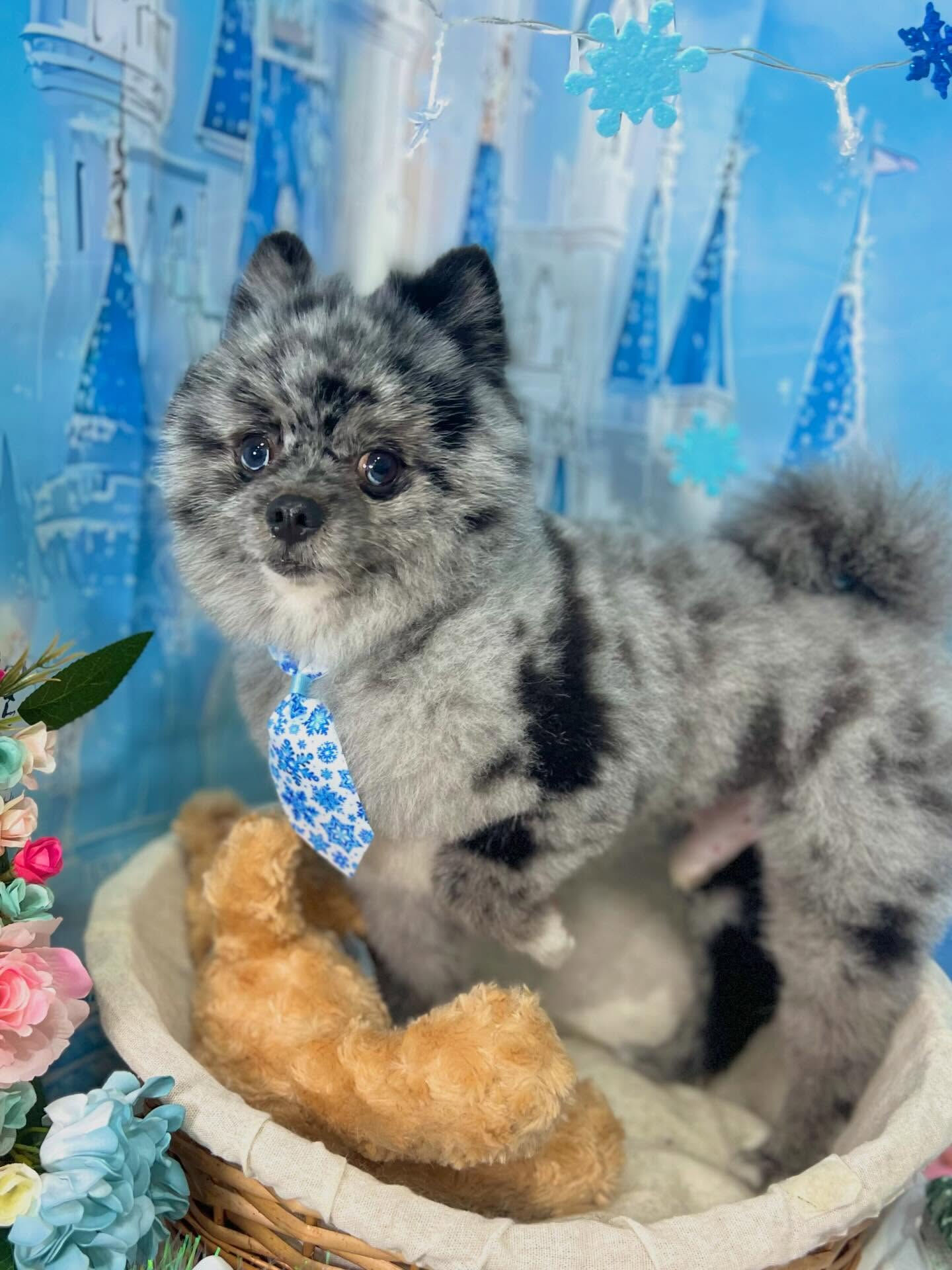 来店いただいたタヌプくんです🐶✨