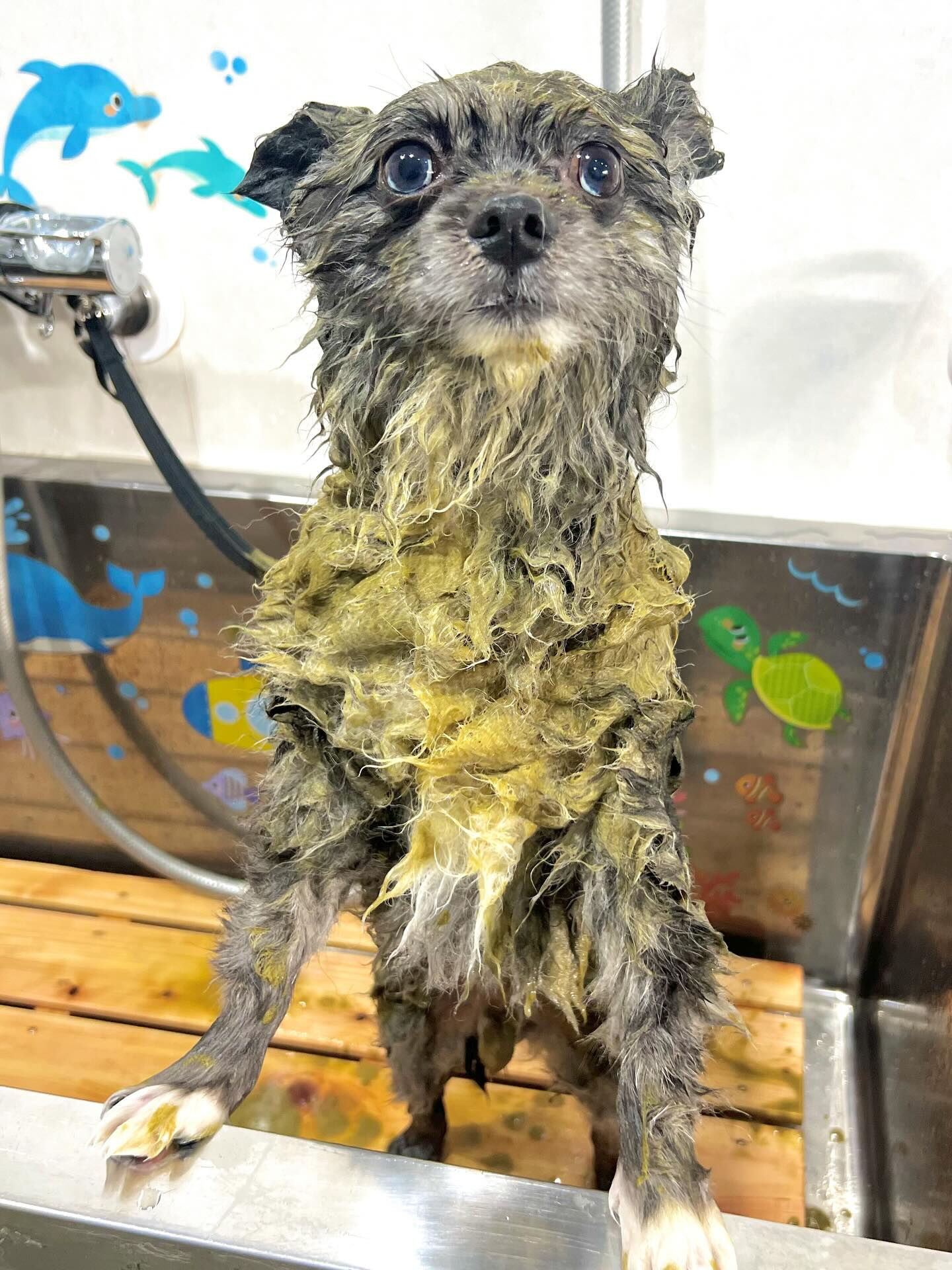 来店いただいたタヌプくんです🐶✨