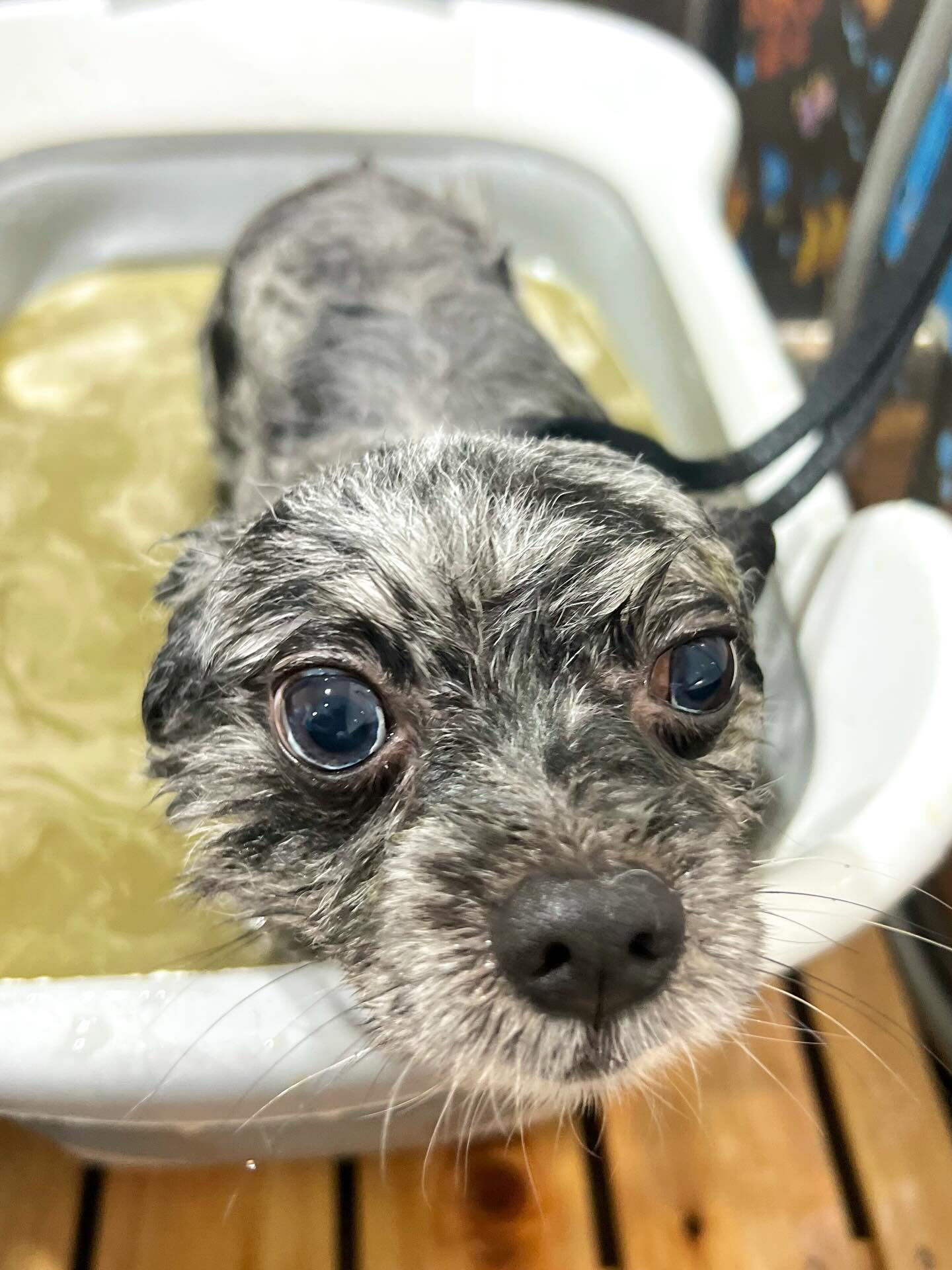 来店いただいたタヌプくんです🐶✨
