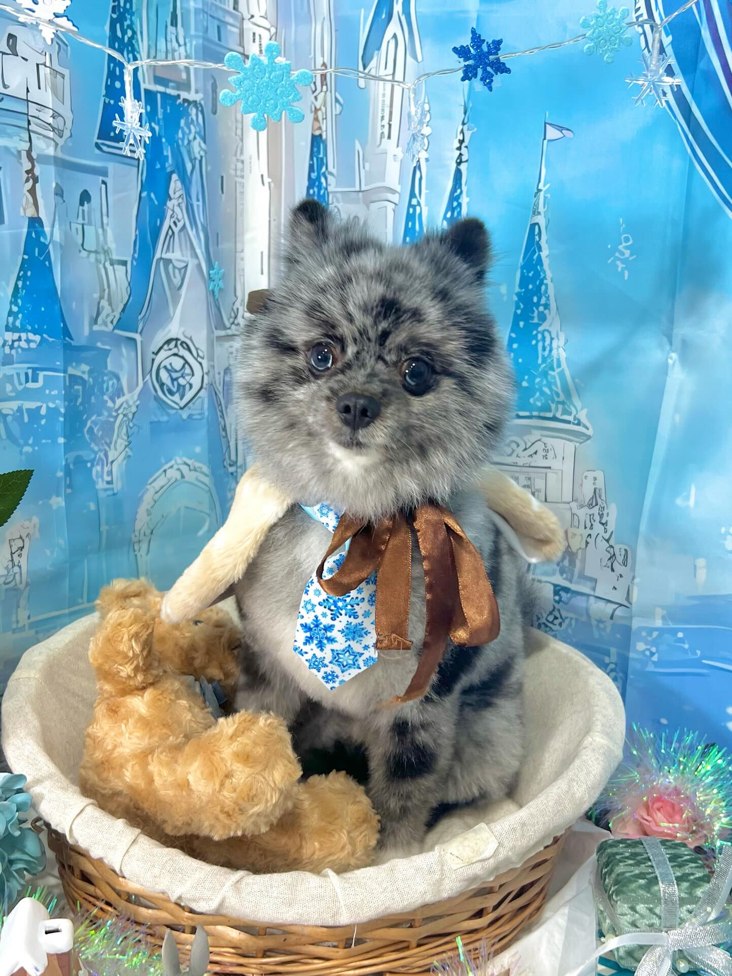来店いただいたタヌプくんです🐶✨