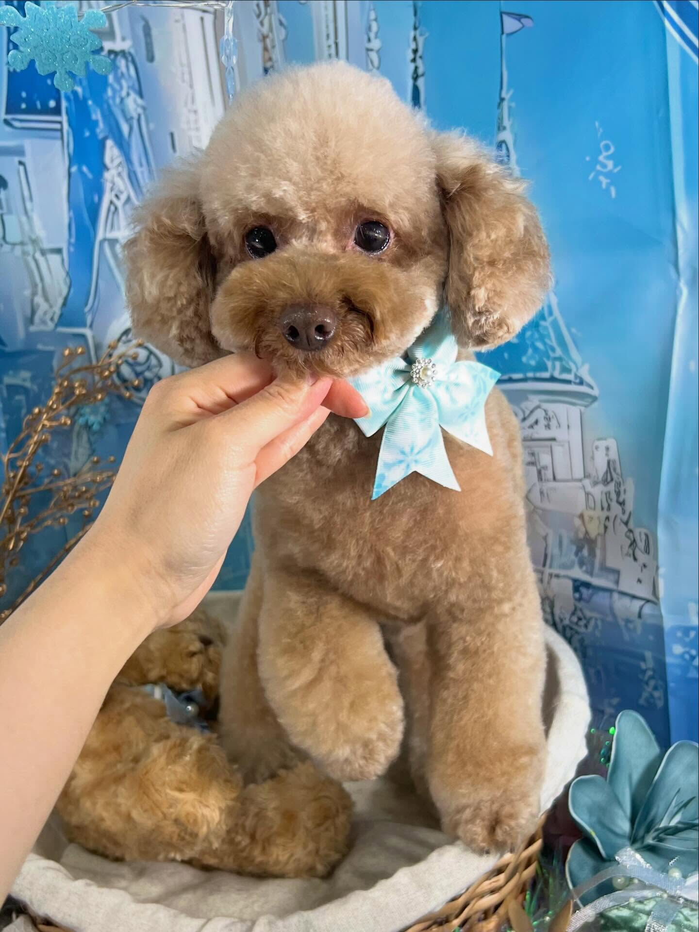 来店いただいたピコちゃんです🐶✨