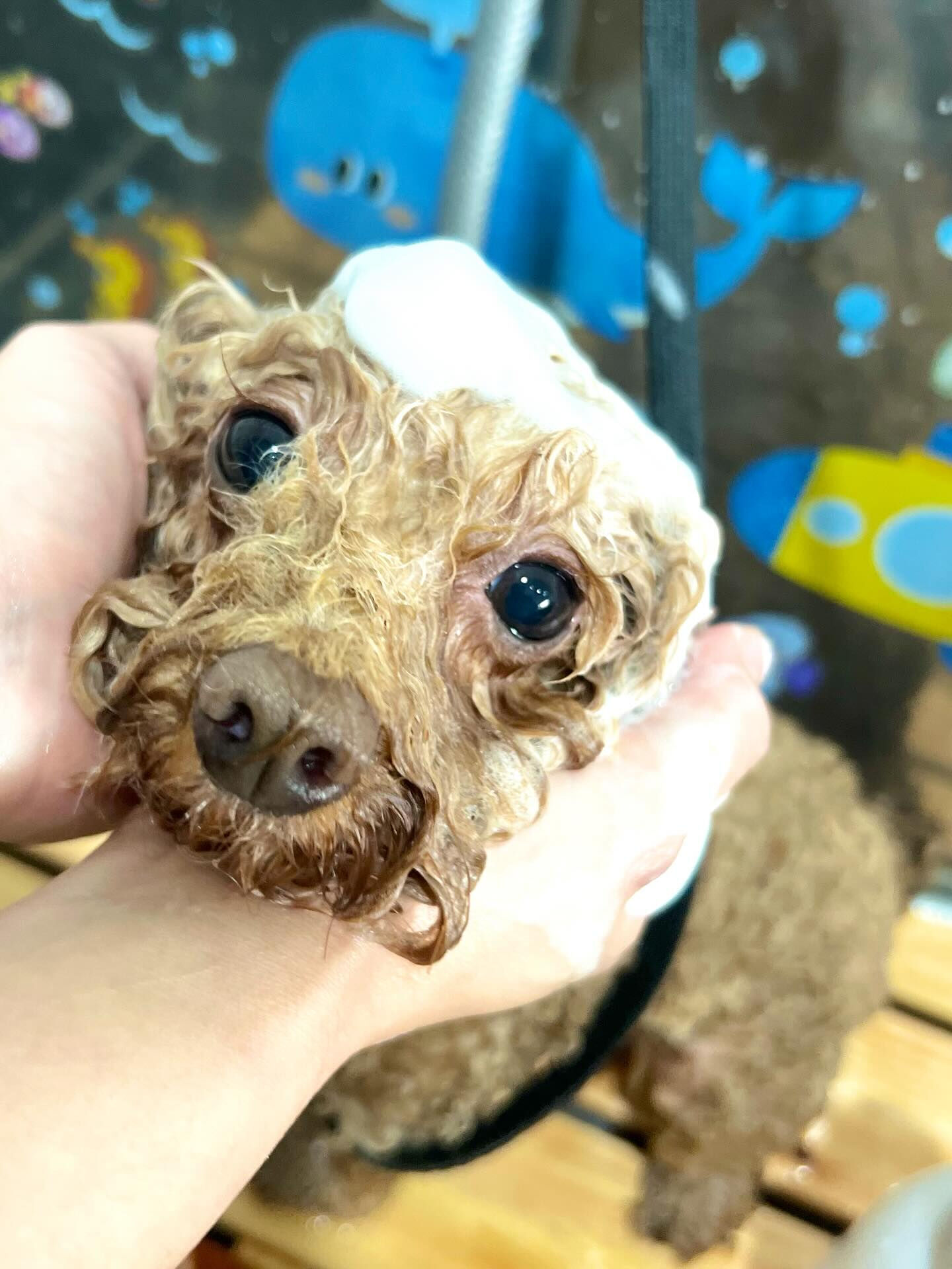 来店いただいたピコちゃんです🐶✨