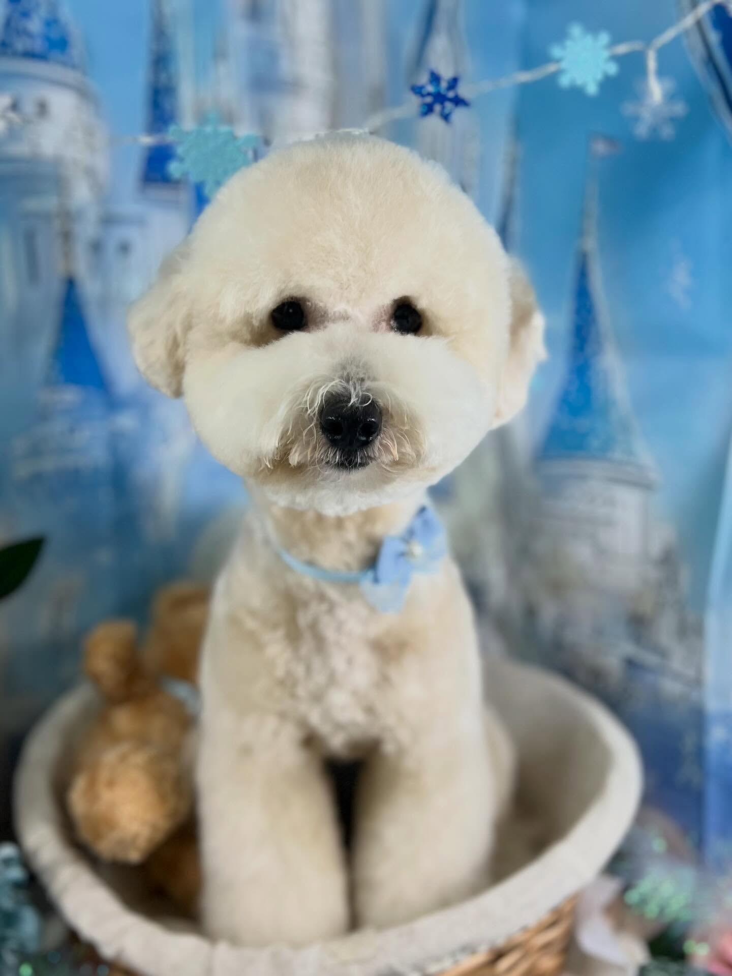 来店いただいたププくんです🐶✨