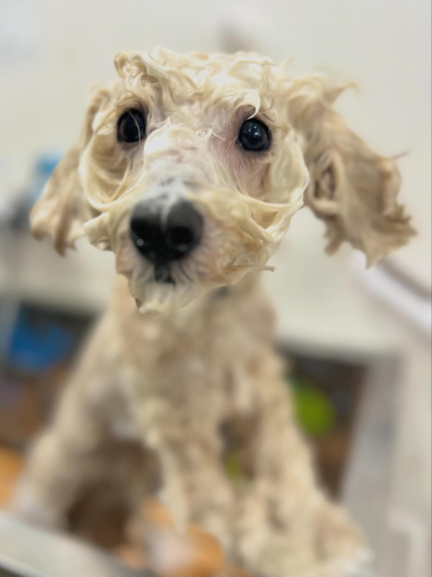 来店いただいたププくんです🐶✨