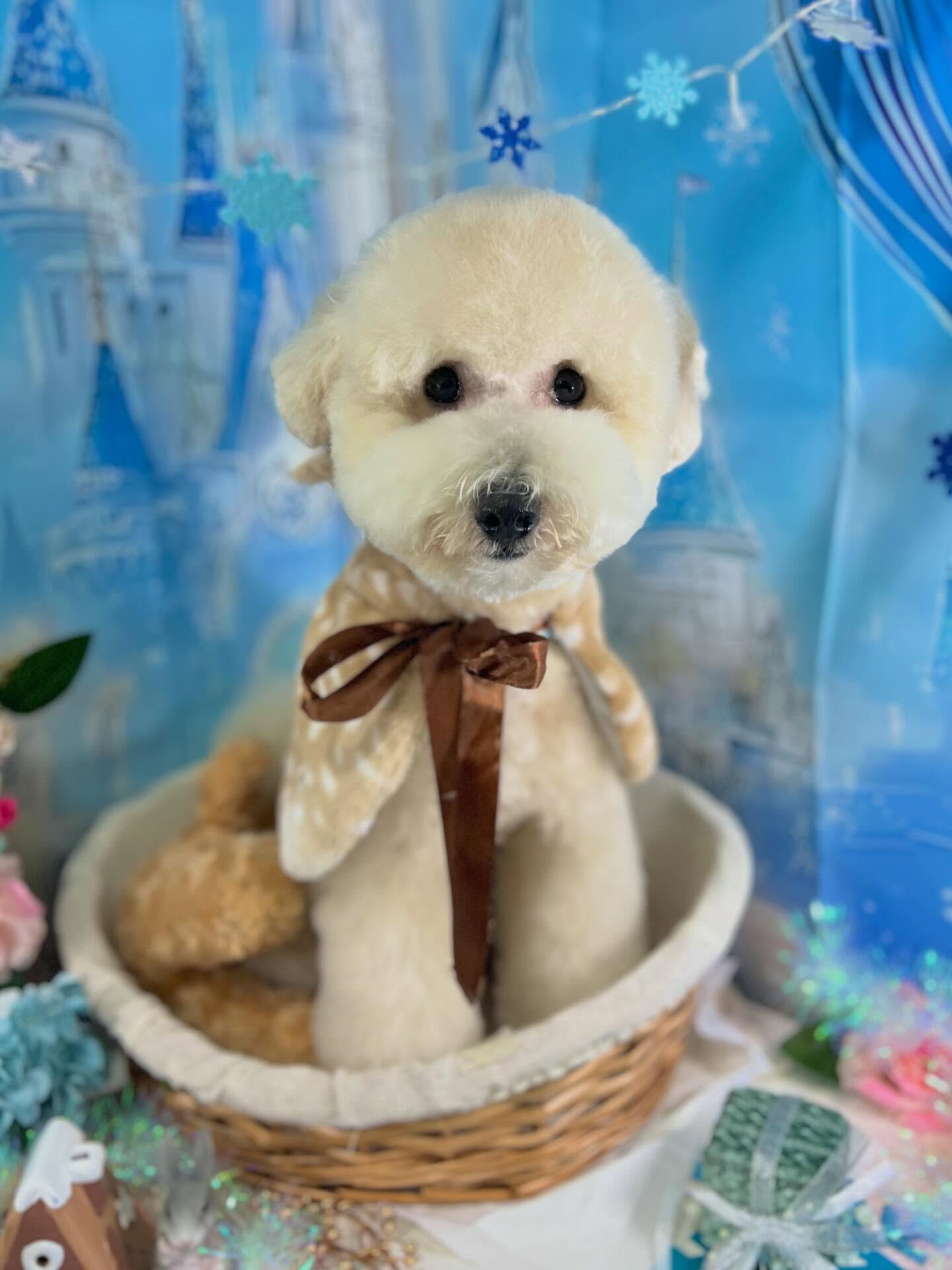 来店いただいたププくんです🐶✨