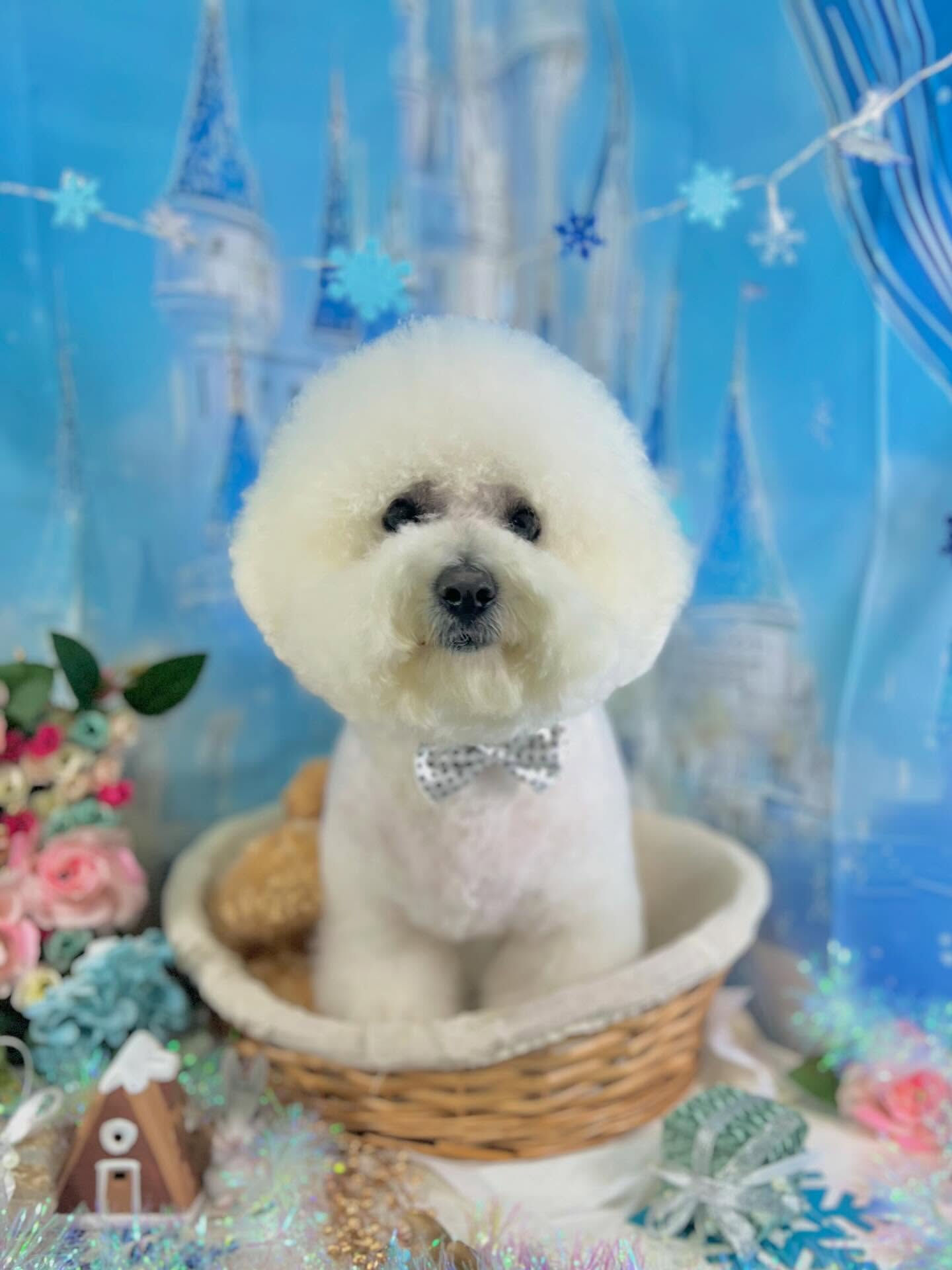 来店いただいたアムロくんです🐶✨