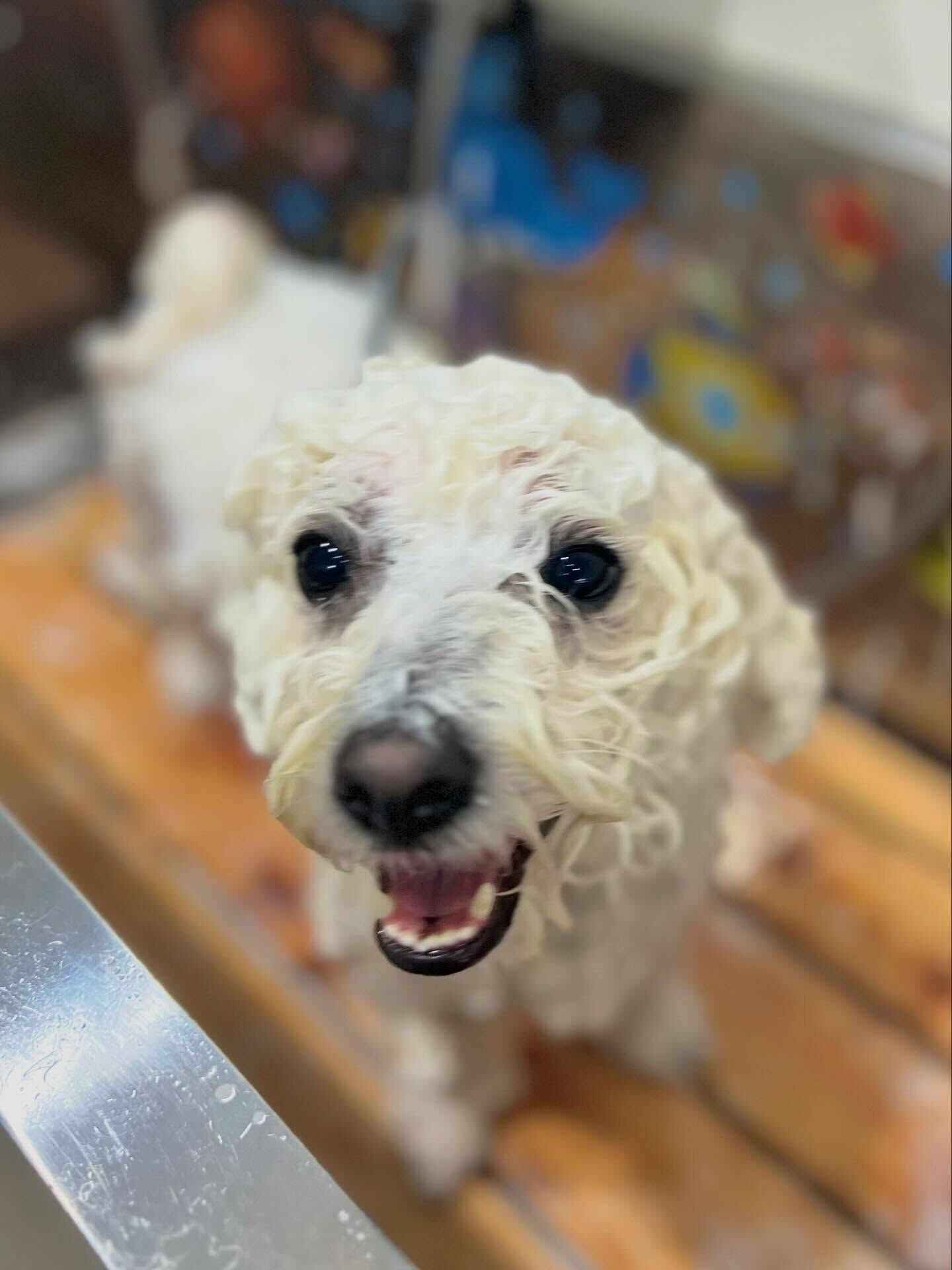 来店いただいたアムロくんです🐶✨