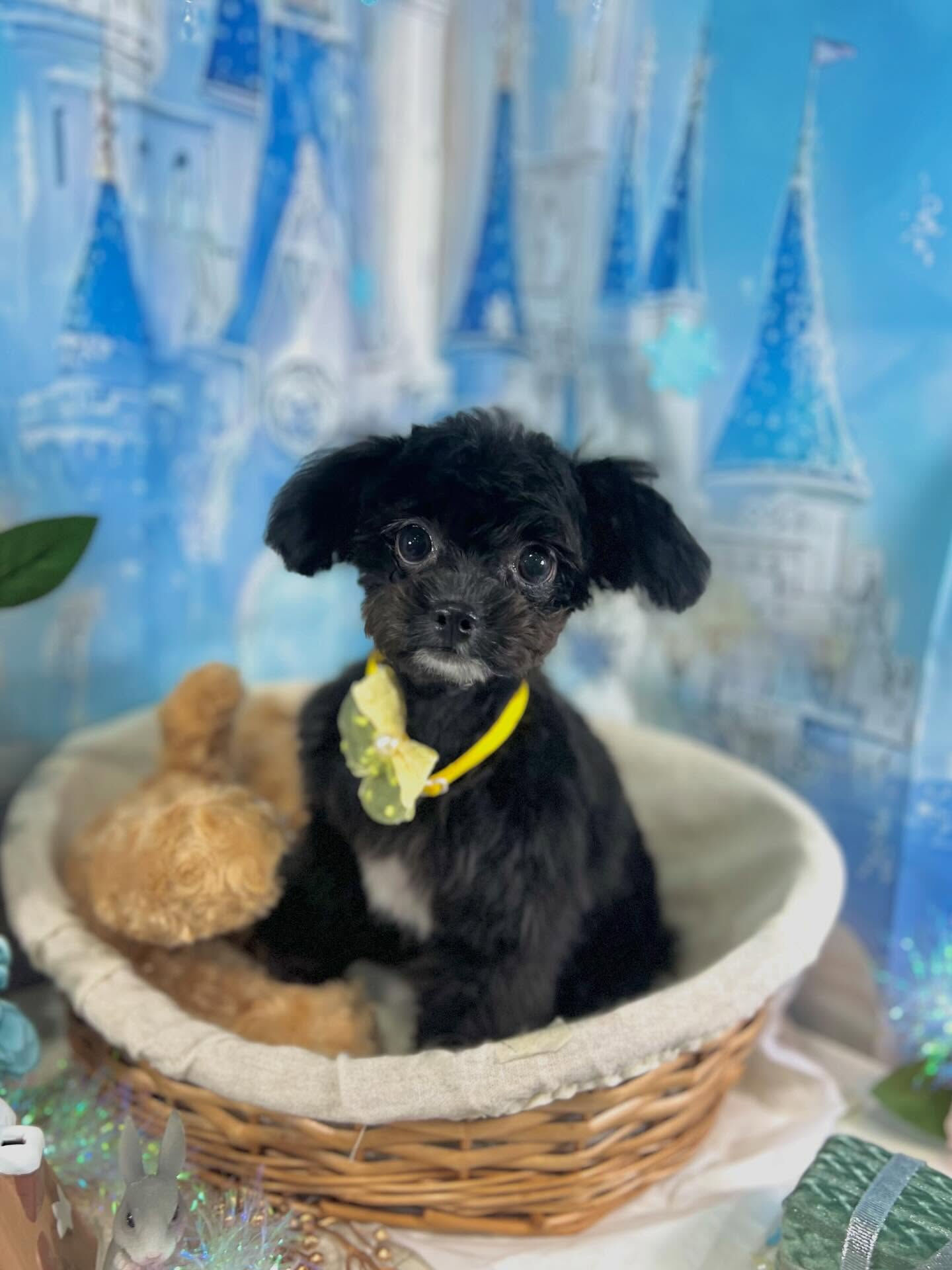 来店いただいたはぴちゃんです🐶✨