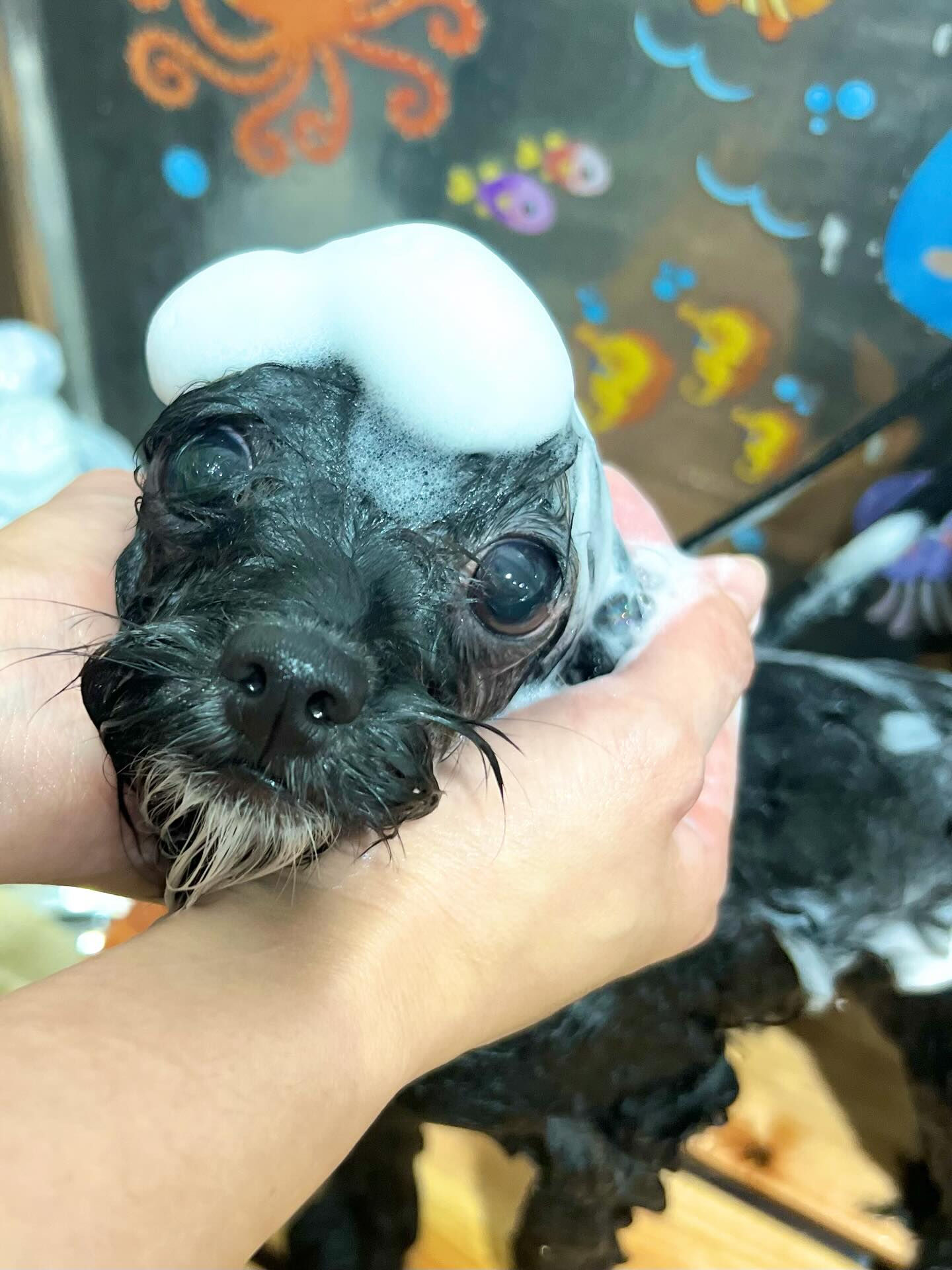 来店いただいたはぴちゃんです🐶✨