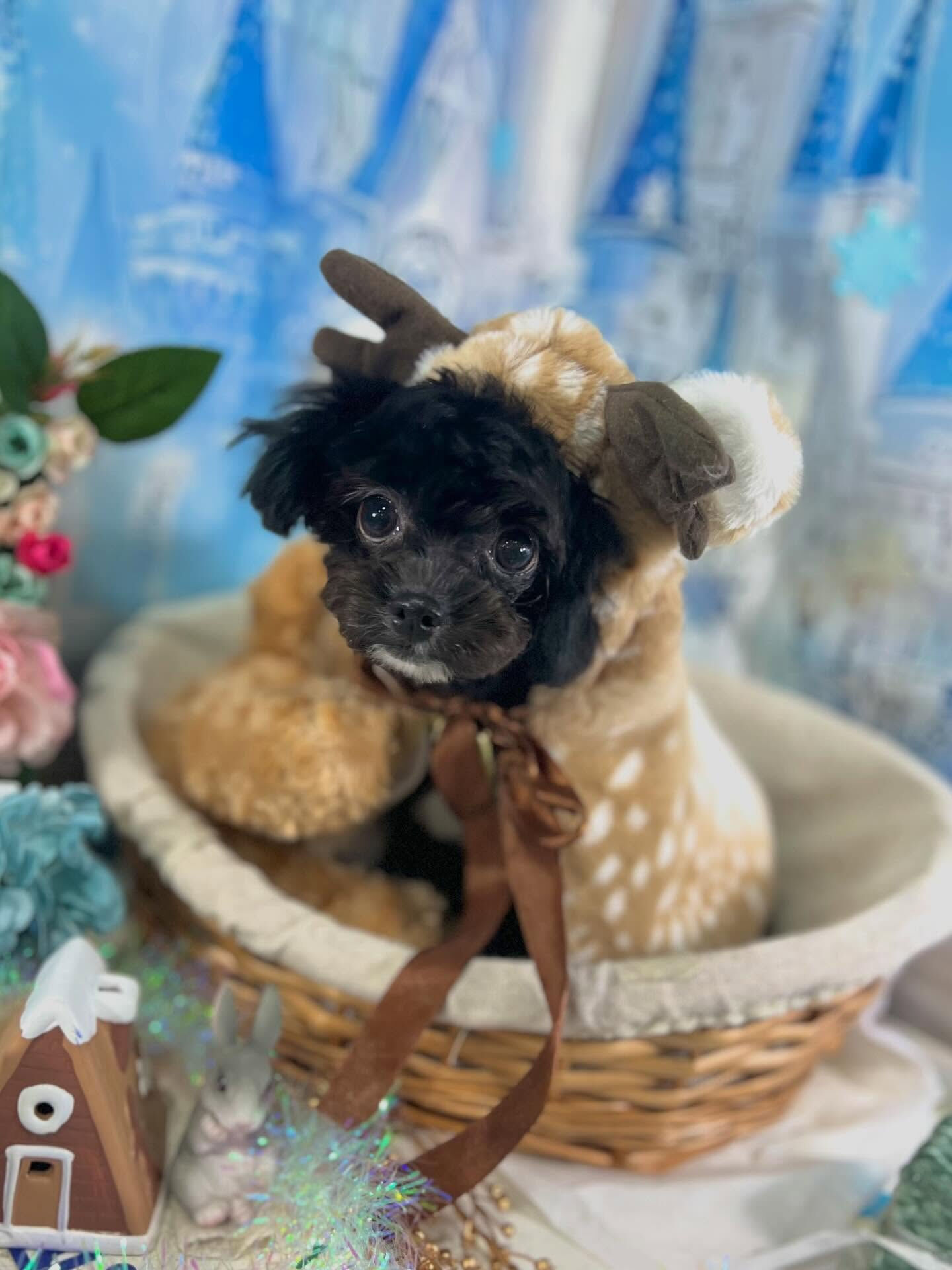 来店いただいたはぴちゃんです🐶✨
