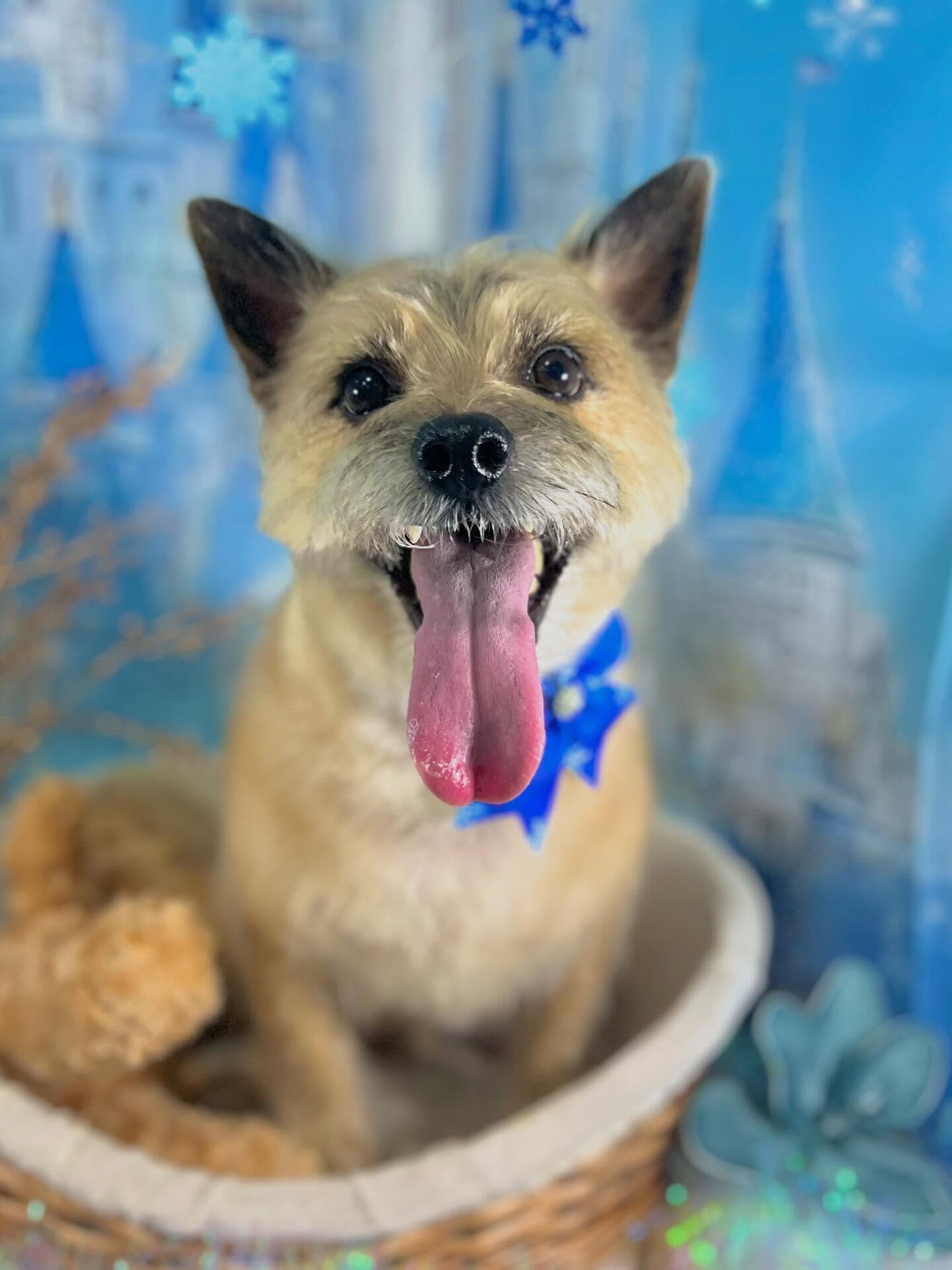来店いただいたきなこくんです🐶✨