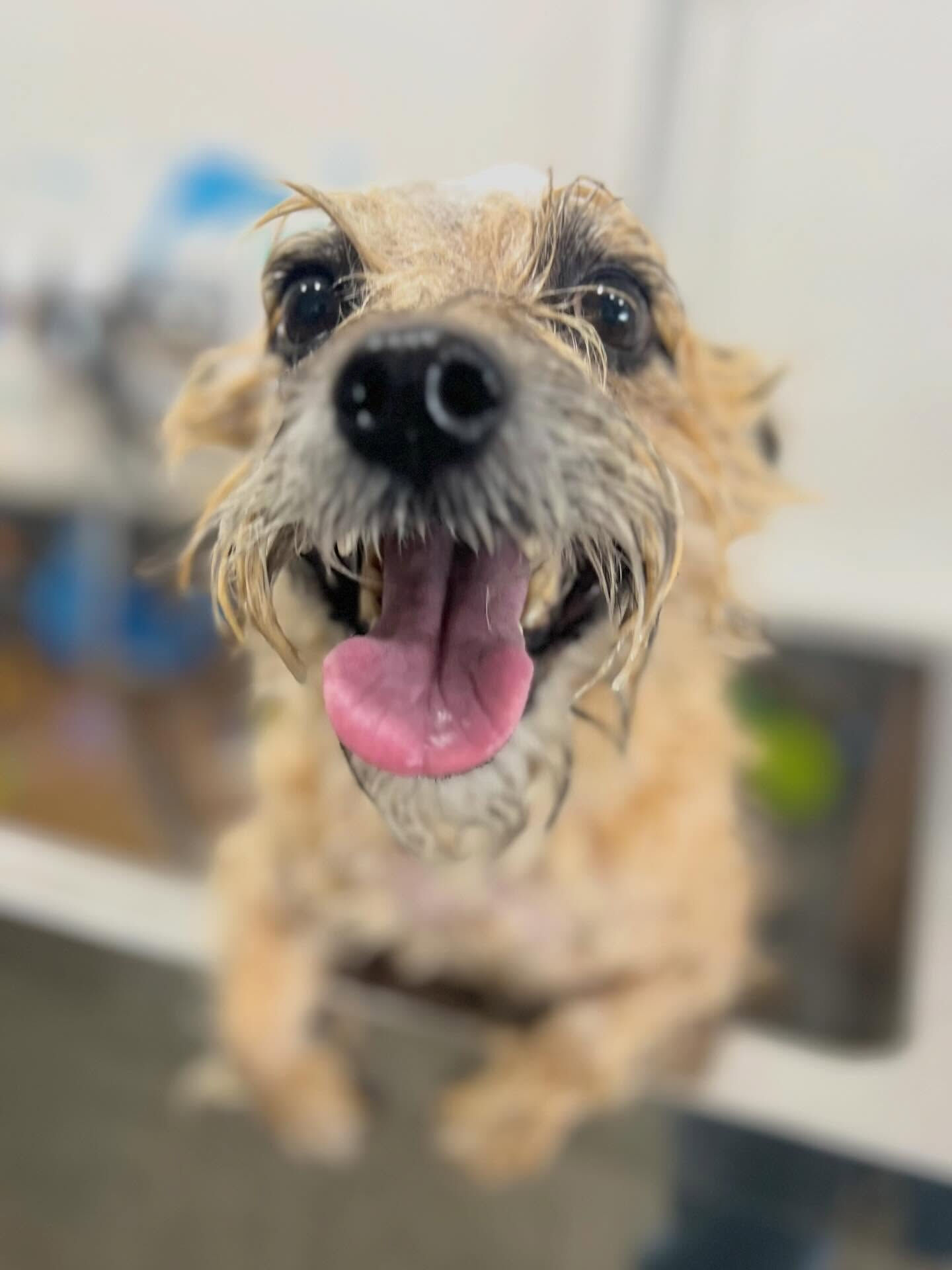 来店いただいたきなこくんです🐶✨