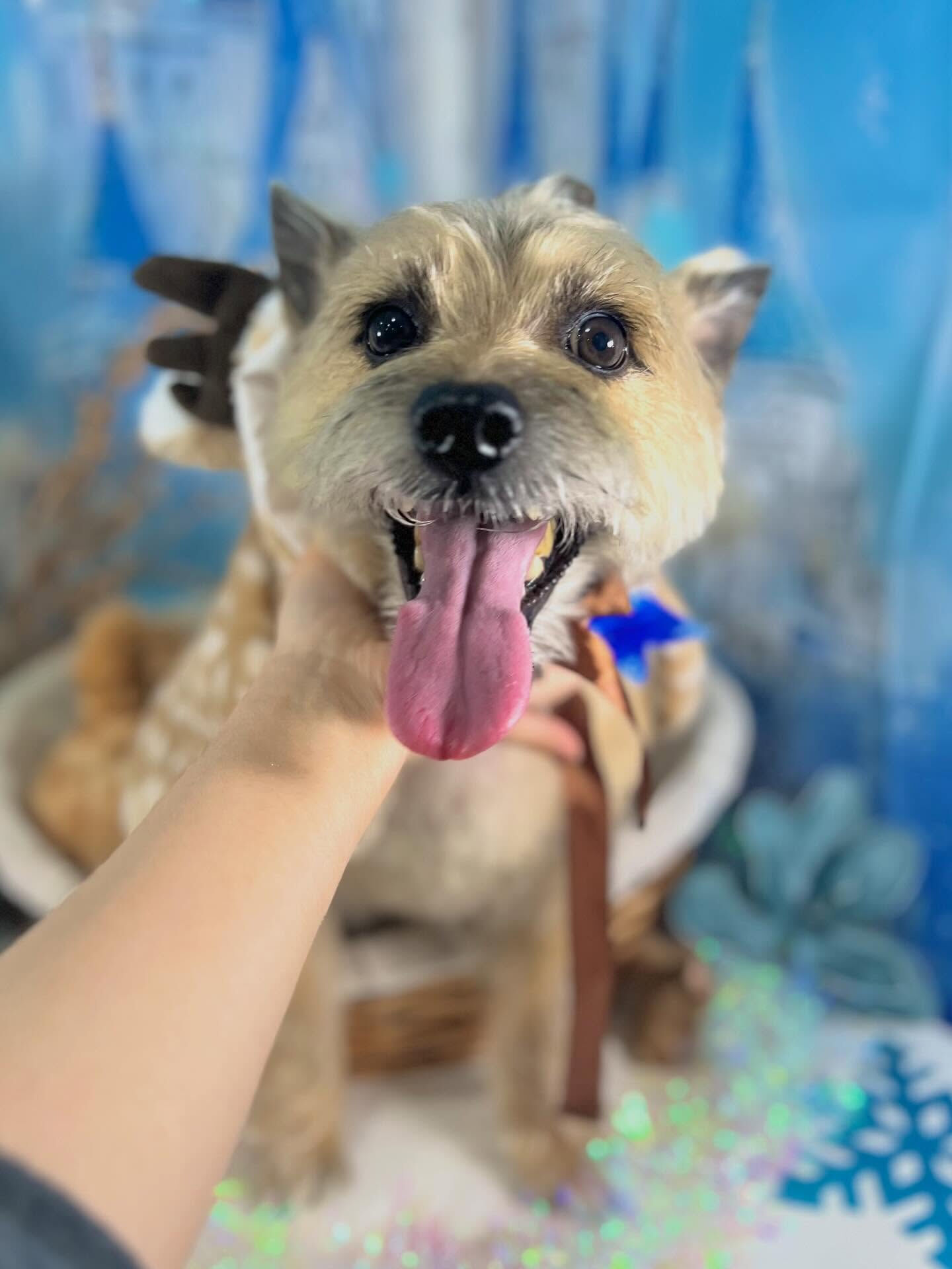 来店いただいたきなこくんです🐶✨