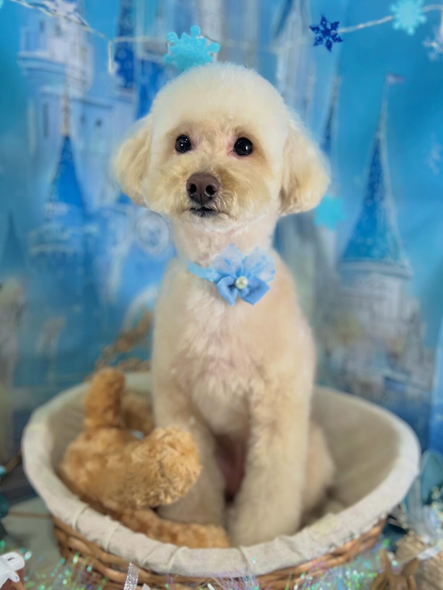 来店いただいたくるみちゃんです🐶✨