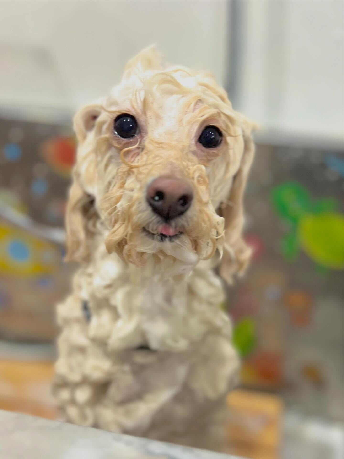 来店いただいたくるみちゃんです🐶✨